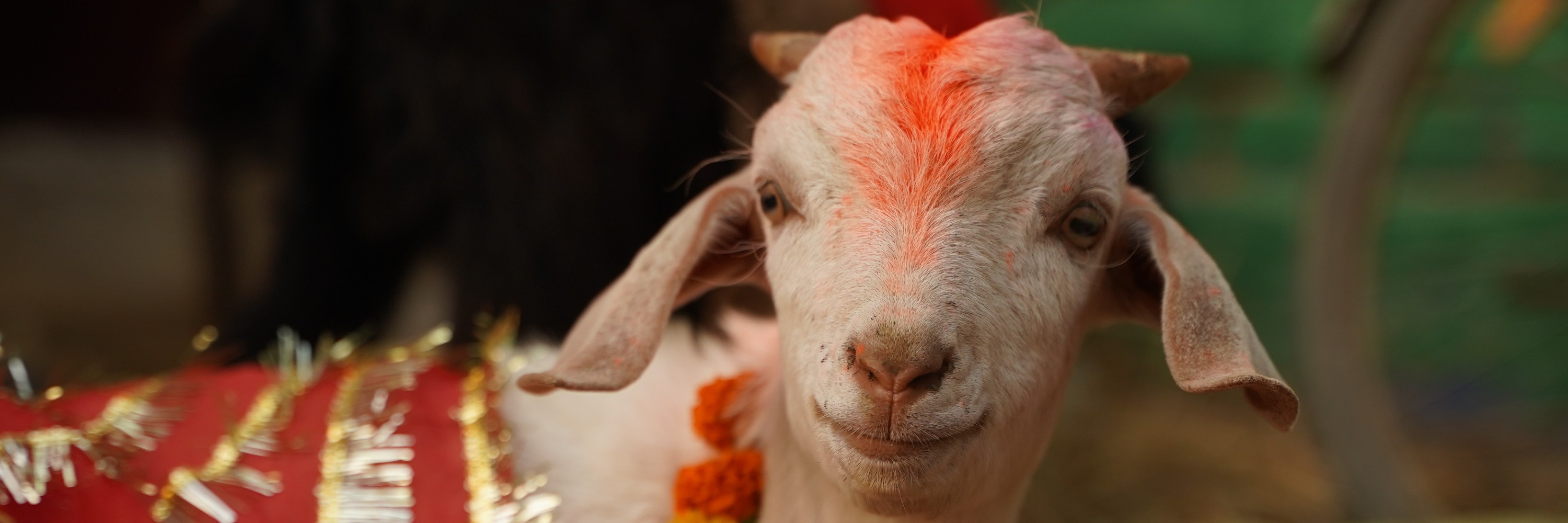 Cabra para sacrificio en el Festival de Gadhimai