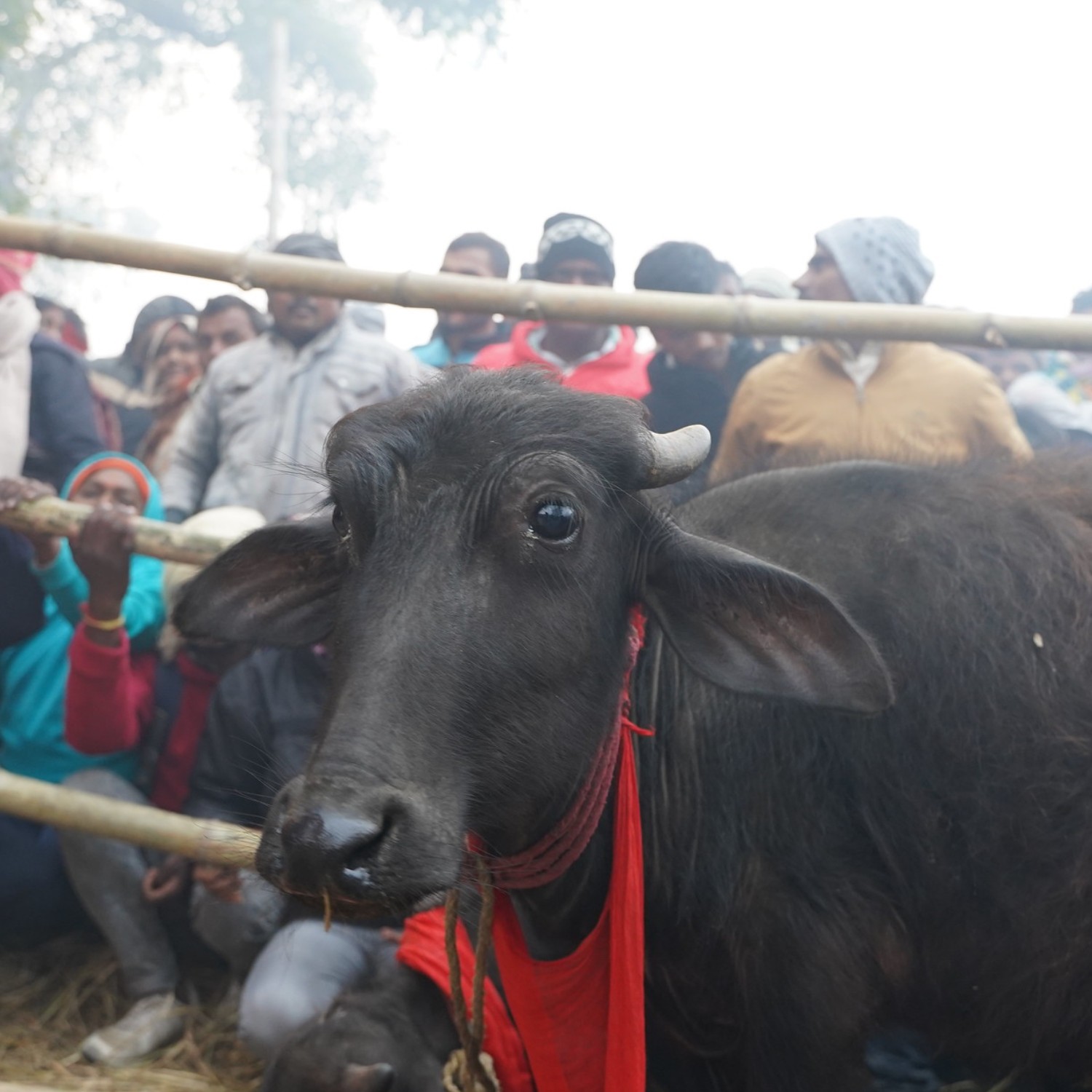 Animal asustado en Festival de Gadhimai