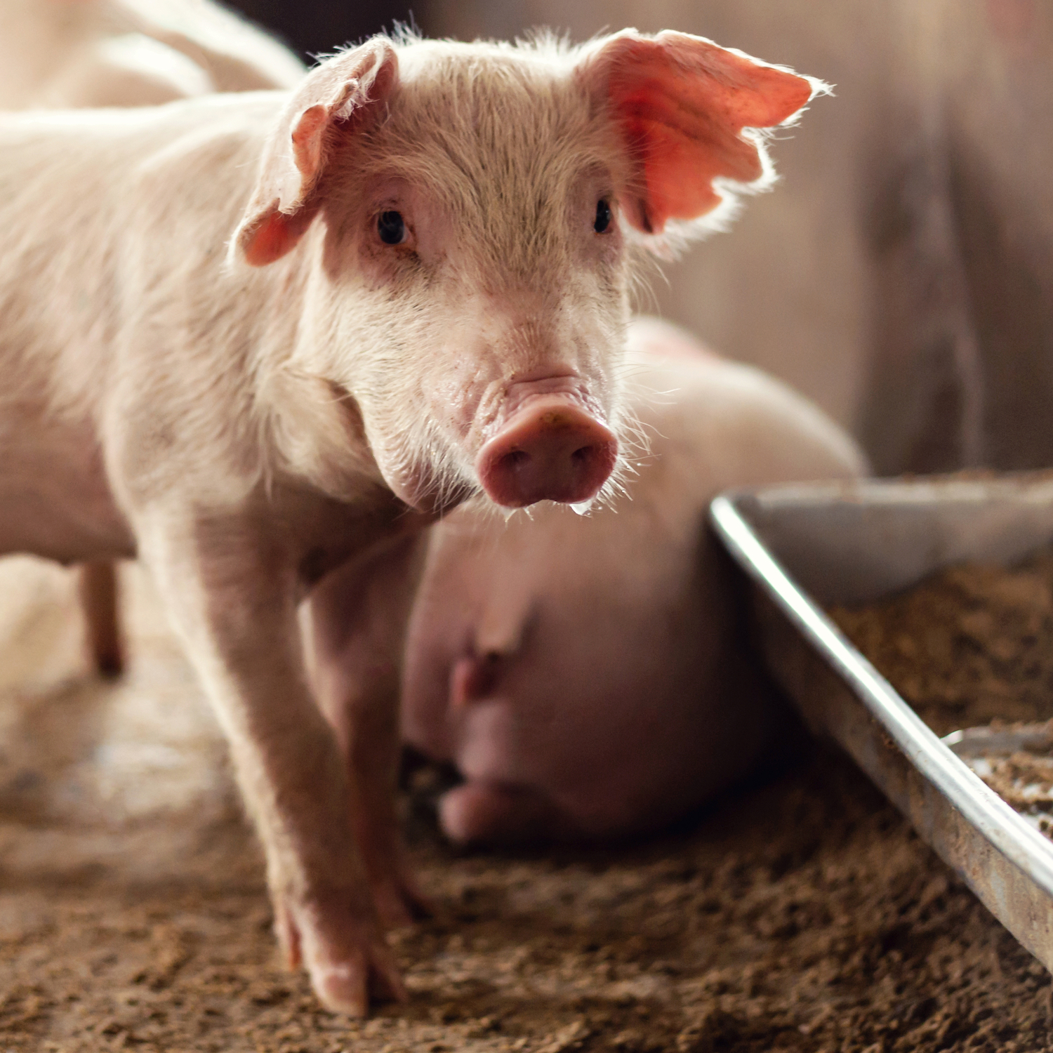 Young piglet are feeding on farms pig. Pigs portrait.