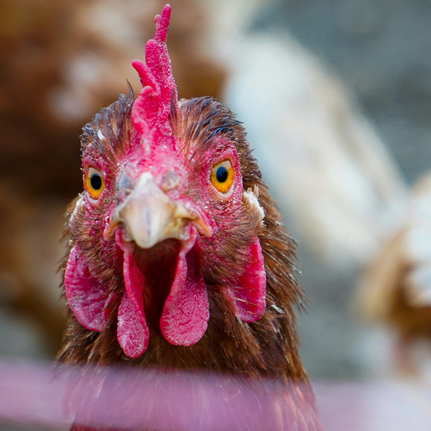 Fotografía de una gallina en una jaula