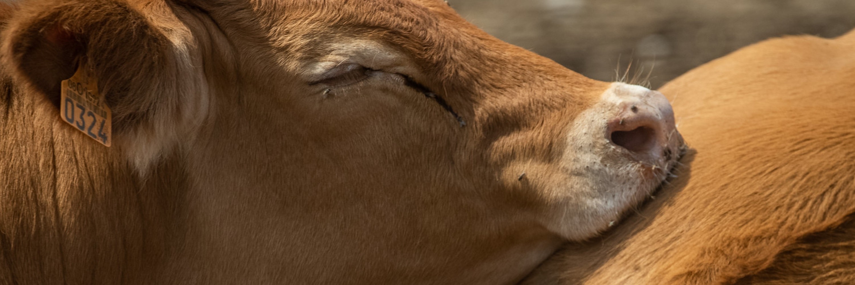 crueldad de la exportación de animales vivos