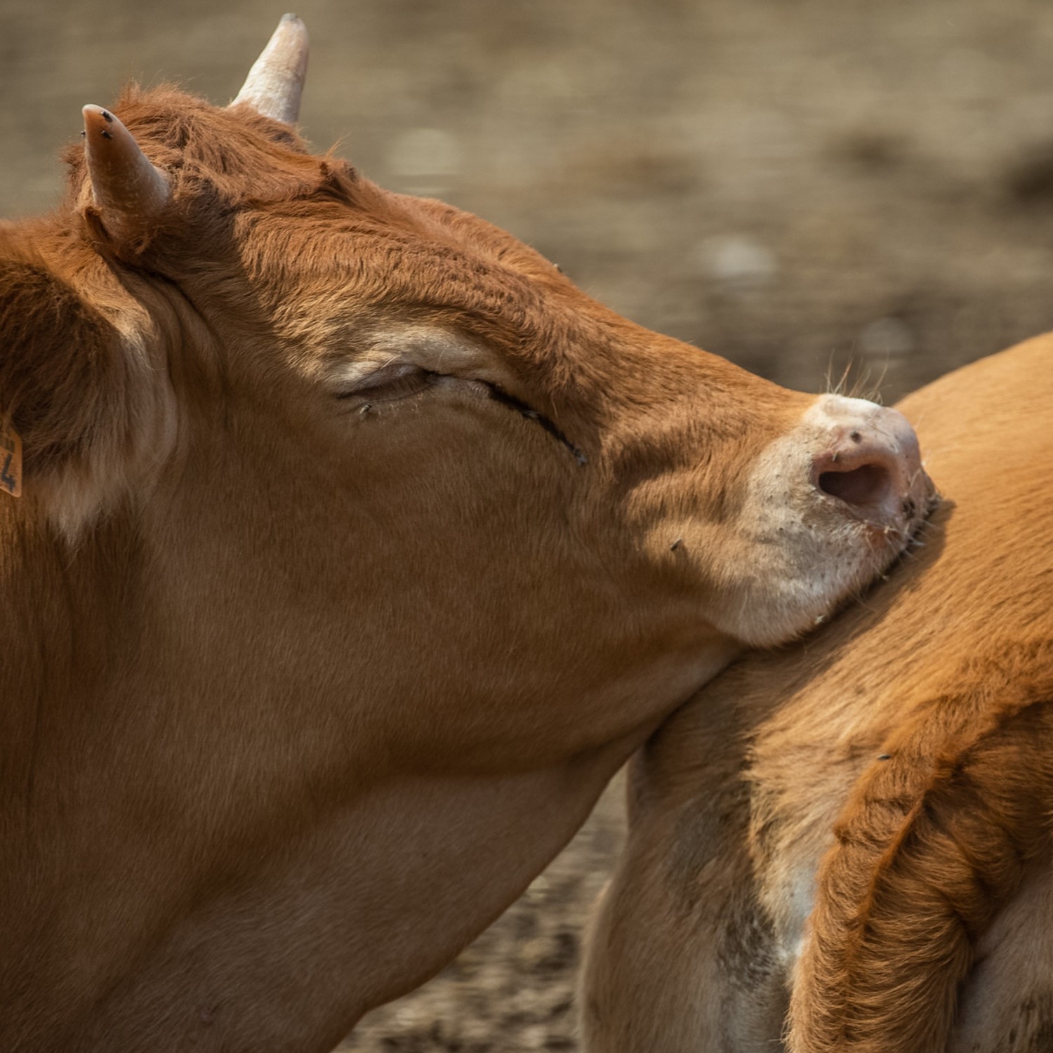 crueldad de la exportación de animales vivos