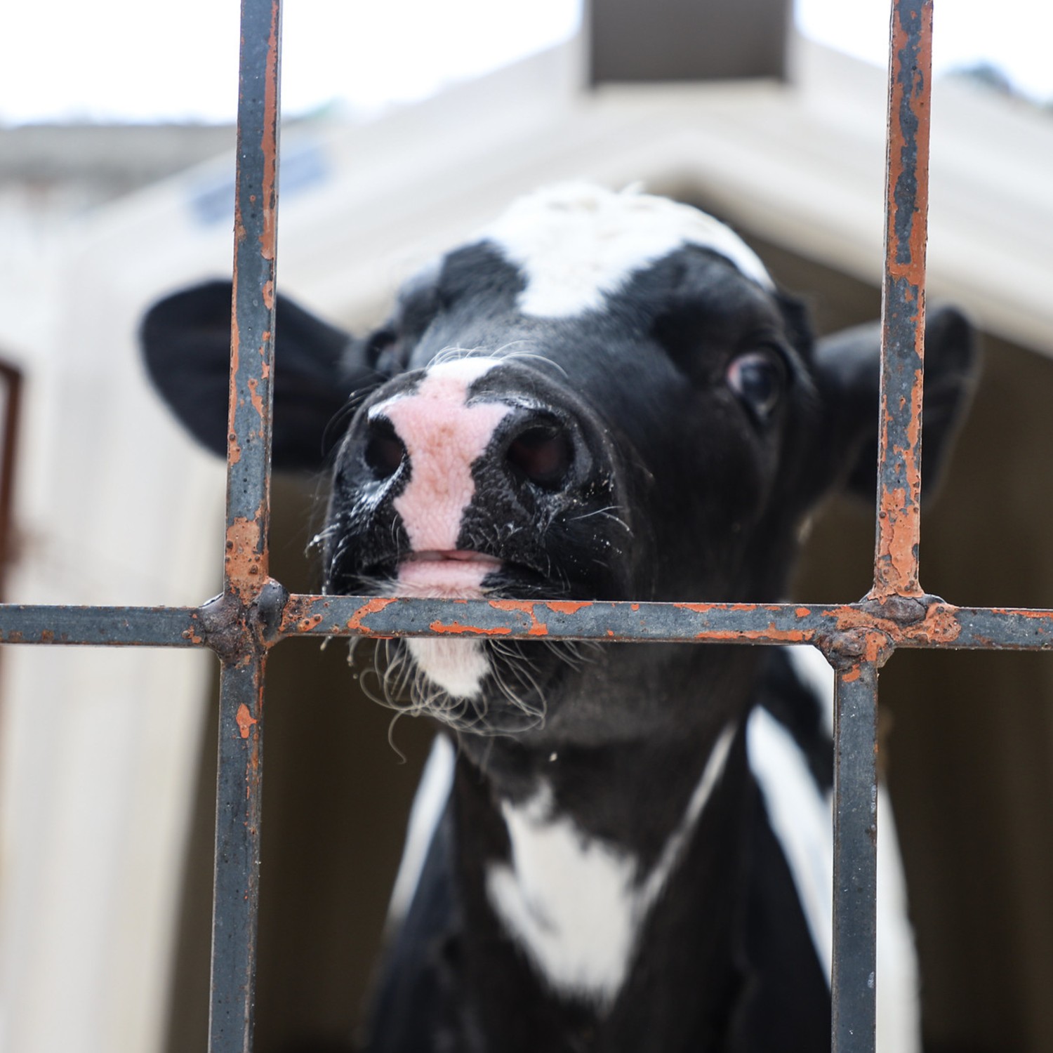 Ternero viendo a través de unos barrotes en la industria de la leche.