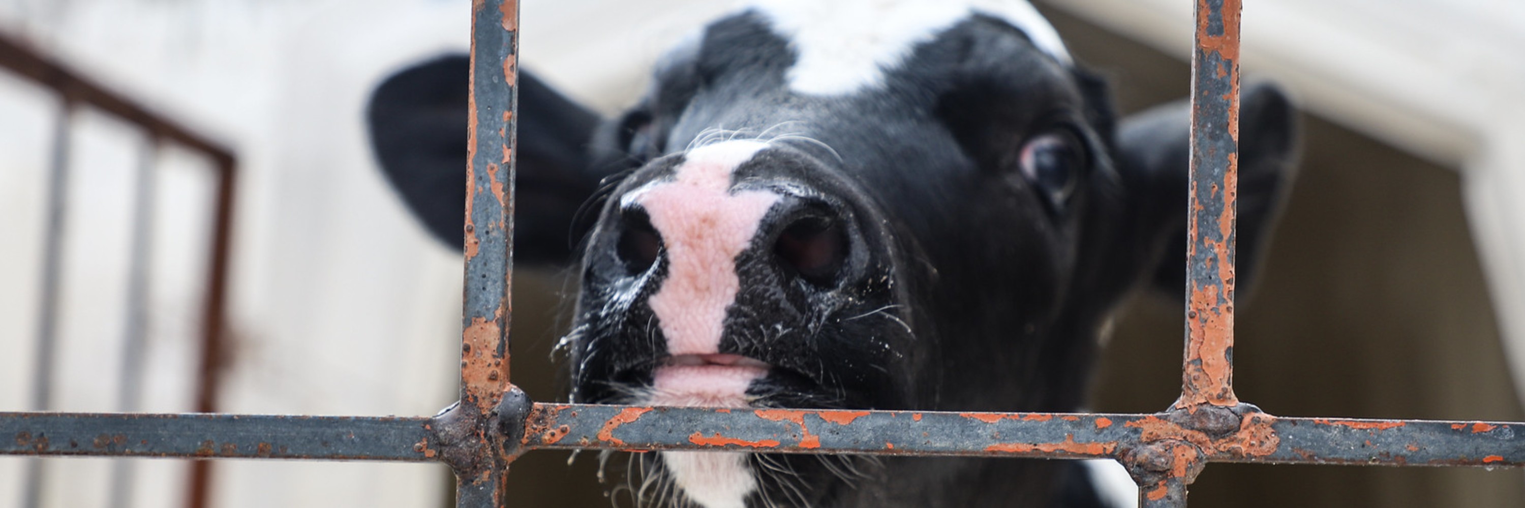 Ternero viendo a través de unos barrotes en la industria de la leche.