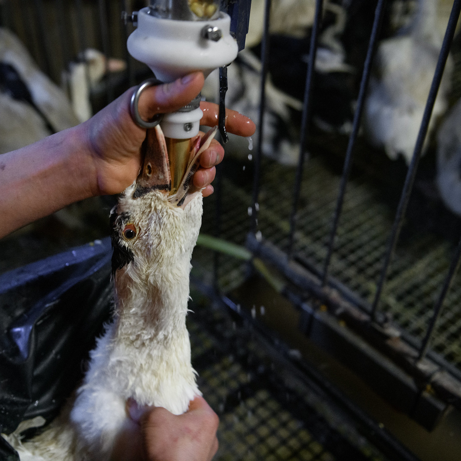 Fotografía Igualdad Animal / Aitor Garmendia