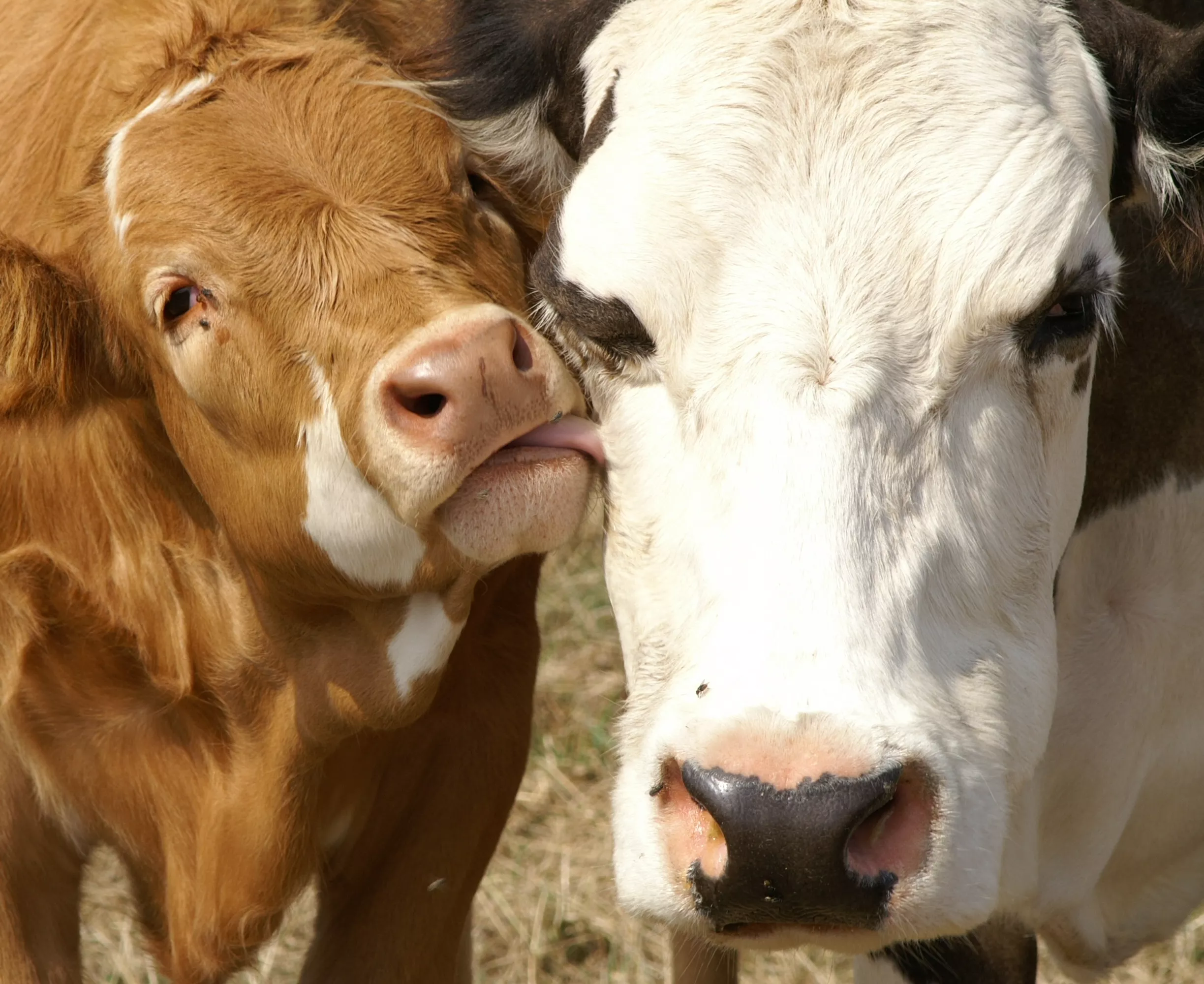 Una vaca y su ternero. 