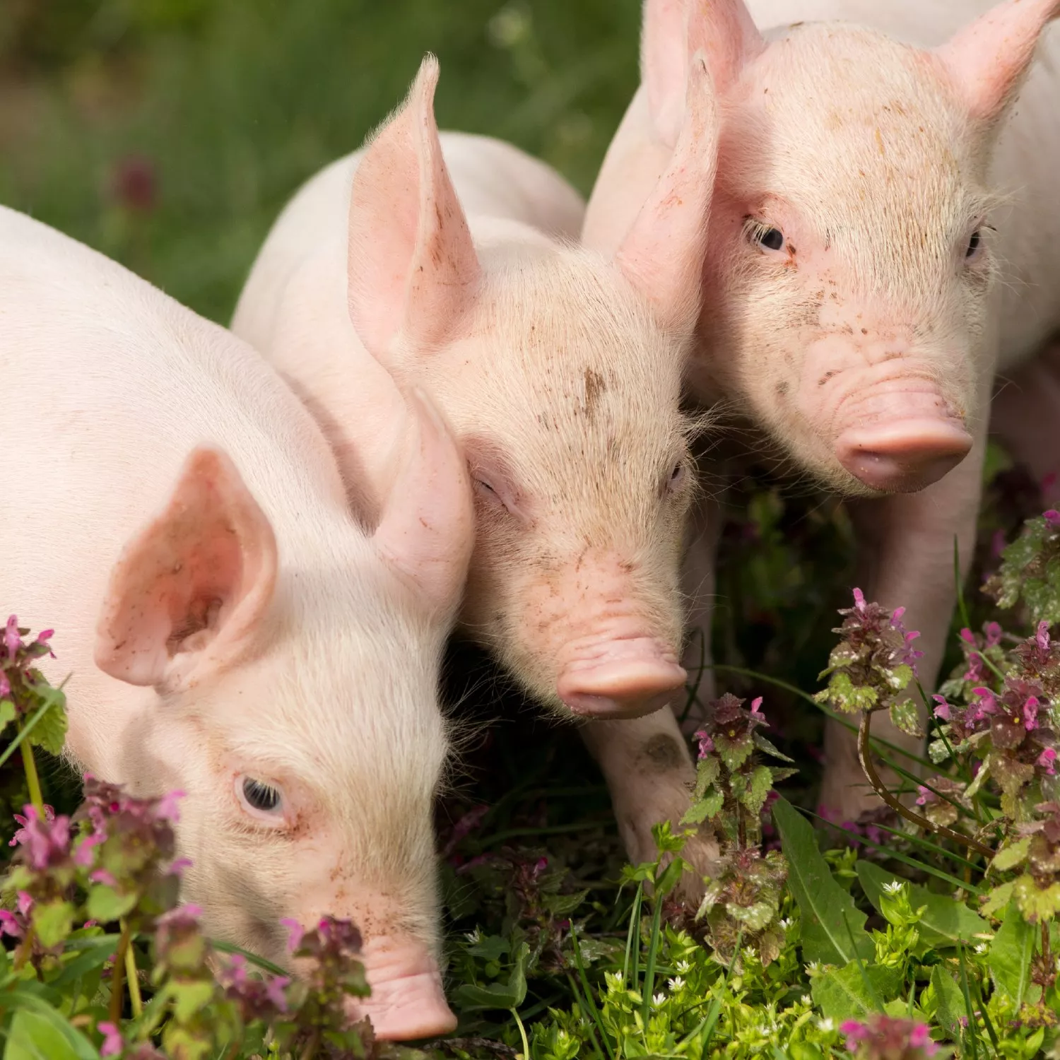 Protección Animal: avances clave a vigilar en 2026 4 Protección Animal: avances clave a vigilar en 2026