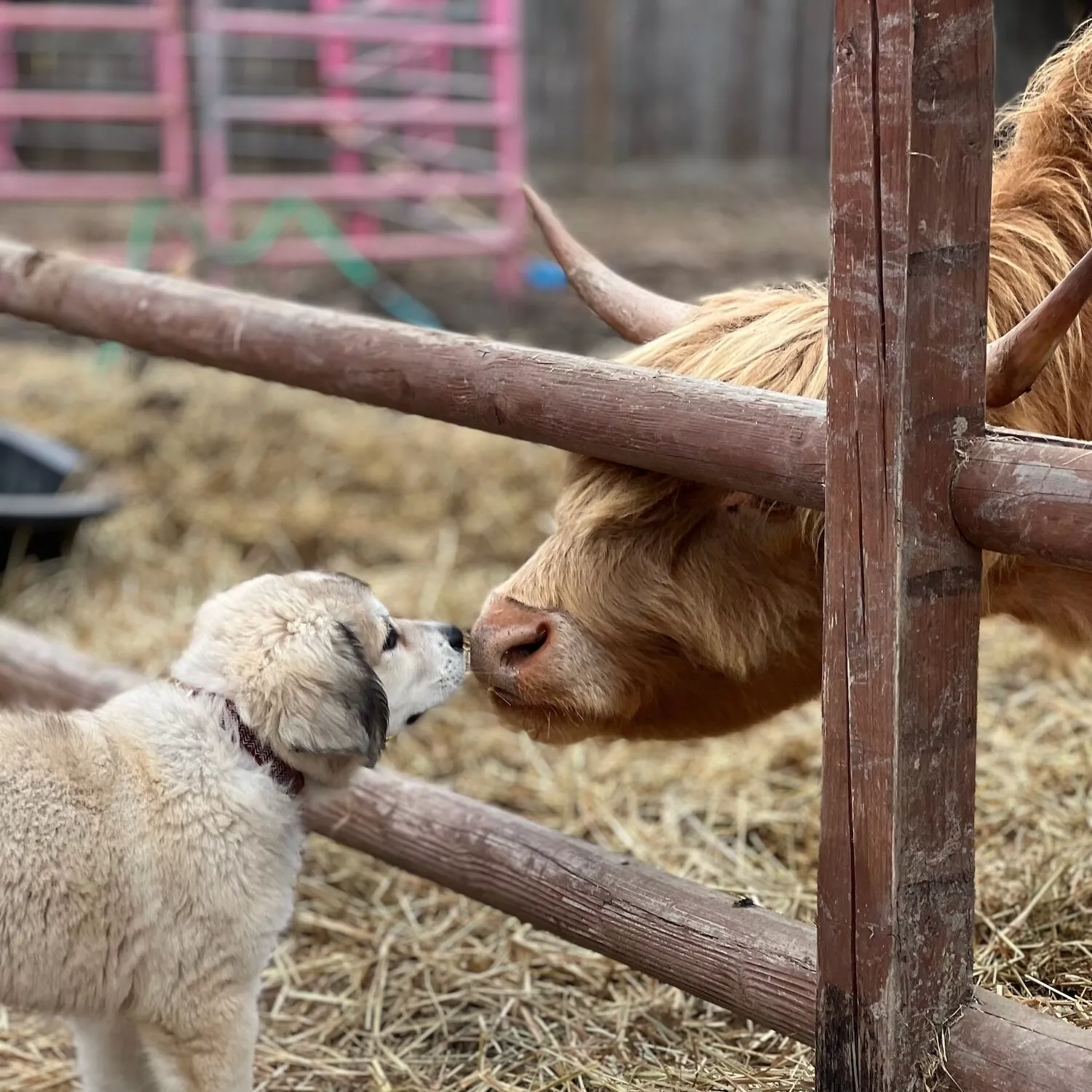 Congreso de BCS impulsa frente de congresos locales para exigir la Ley General de Protección Animal