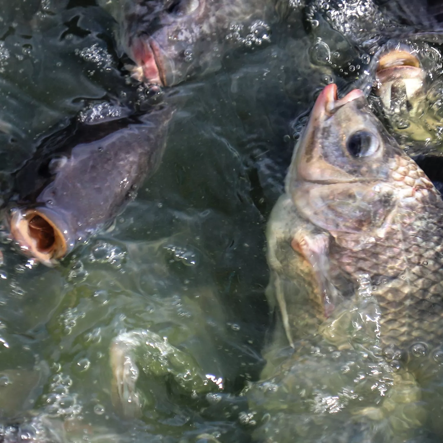 Peces, ellos también quieren vivir
