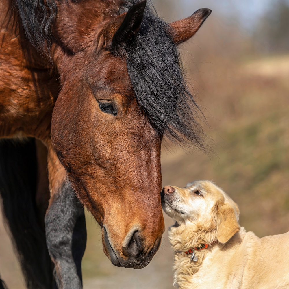 Diferencias entre animales domésticos, de compañía, silvestres 4 Imagen de un caballo y un perro