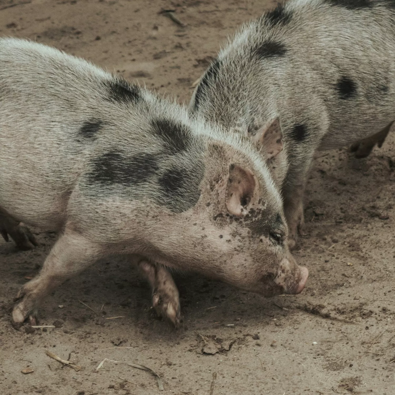 El juego en los animales: ¿un acto de placer o supervivencia?