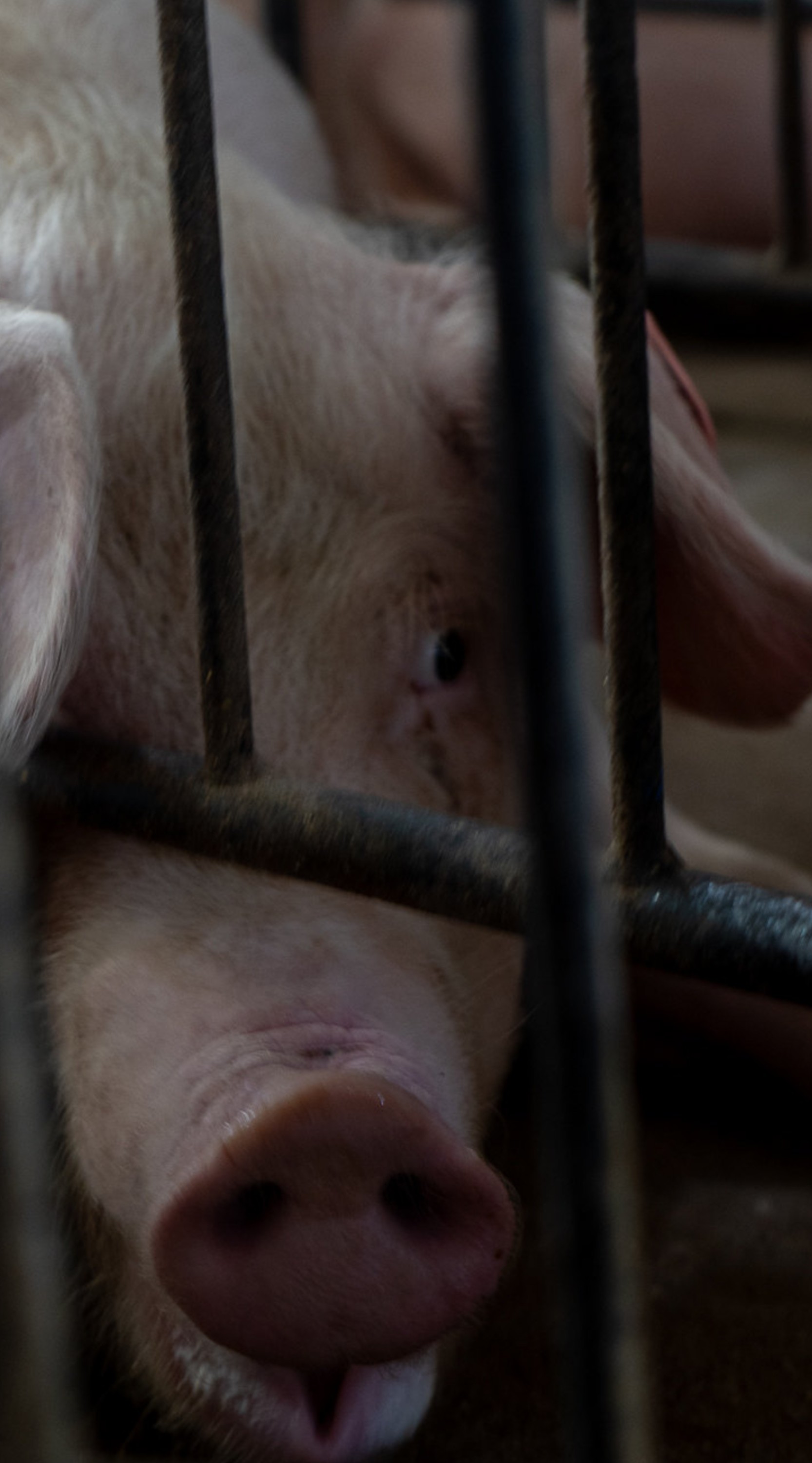 Una cerda detrás de los barrotes de una jaula, en la industria porcina de Estados Unidos.