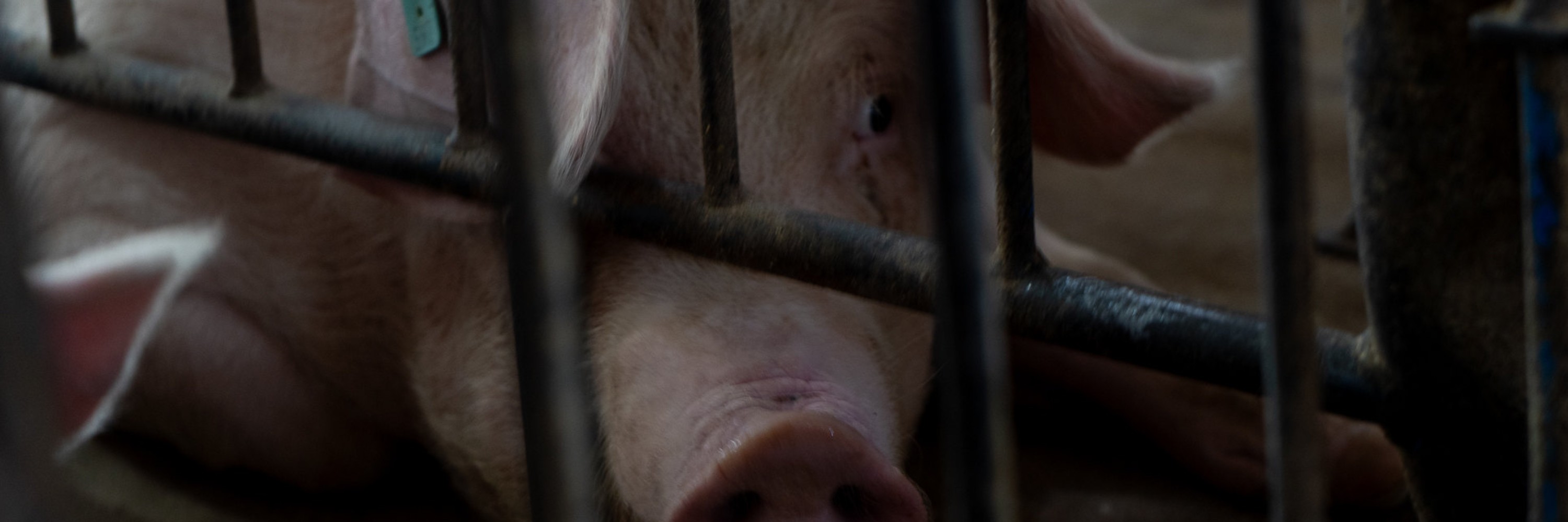 Una cerda detrás de los barrotes de una jaula, en la industria porcina de Estados Unidos.