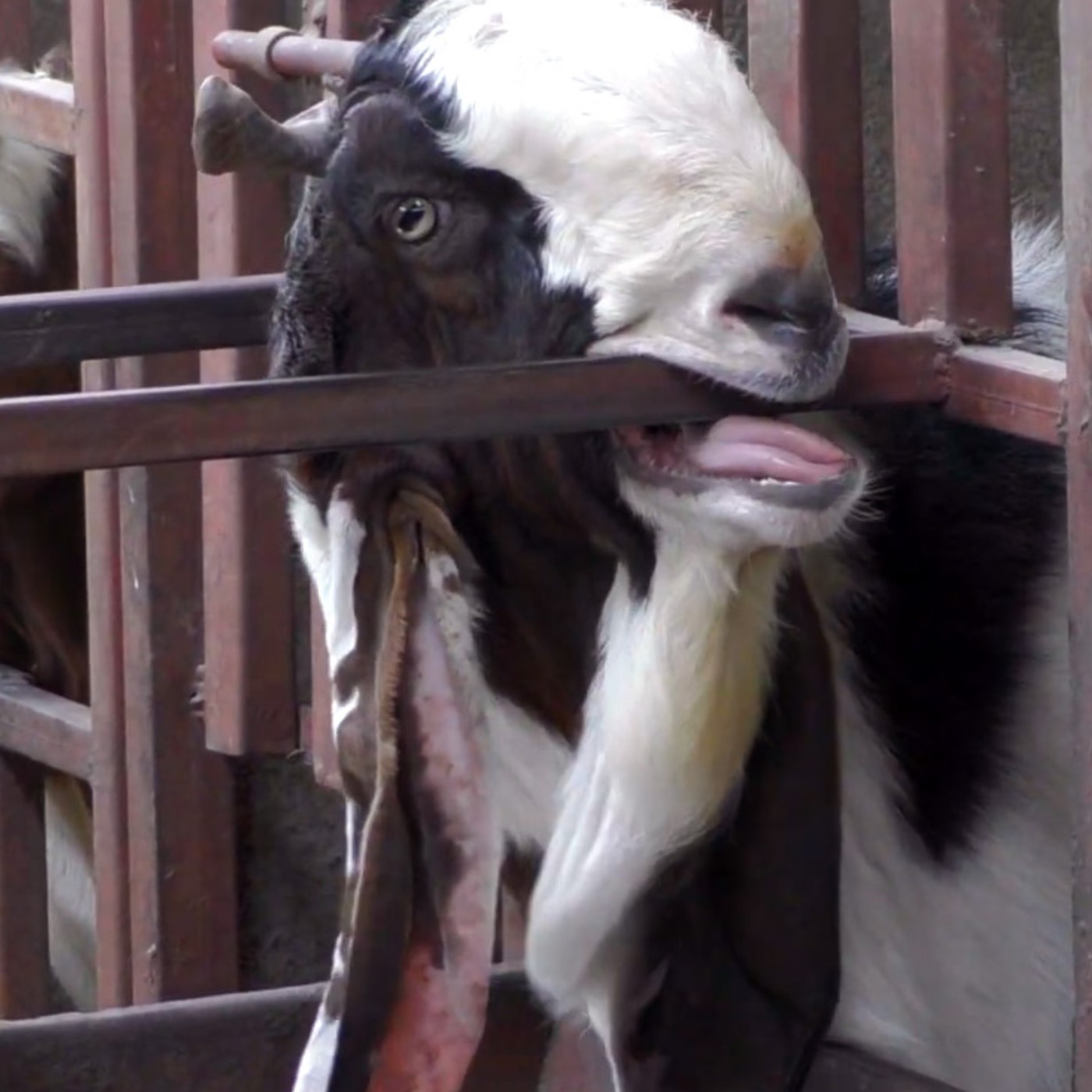 Una cabra mordiendo los barrotes, un comportamiento habitual causado por estrés, dentro de la industria de carne.