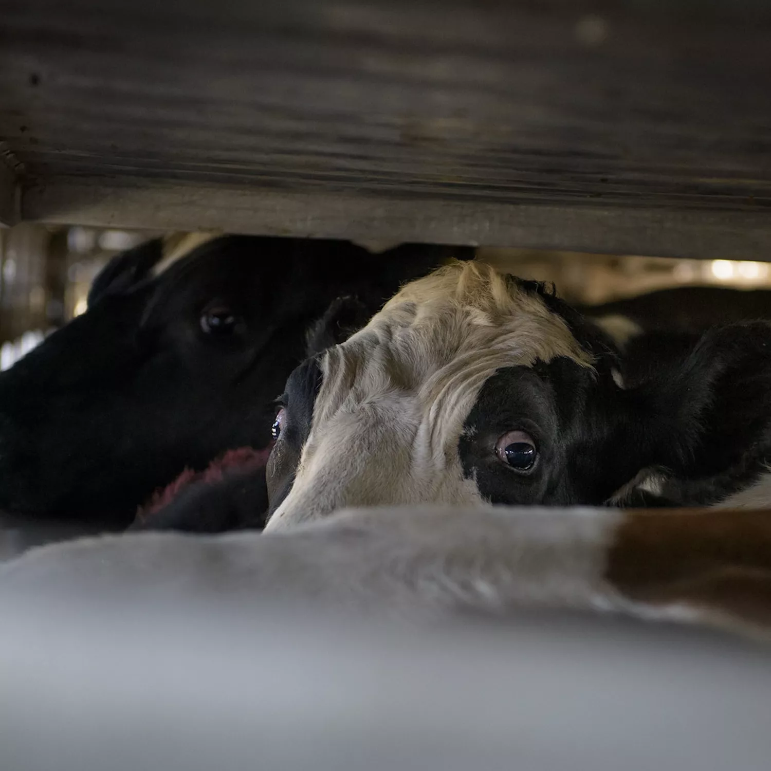 Miles de animales en riesgo ante cierre de frontera por gusano barrenador