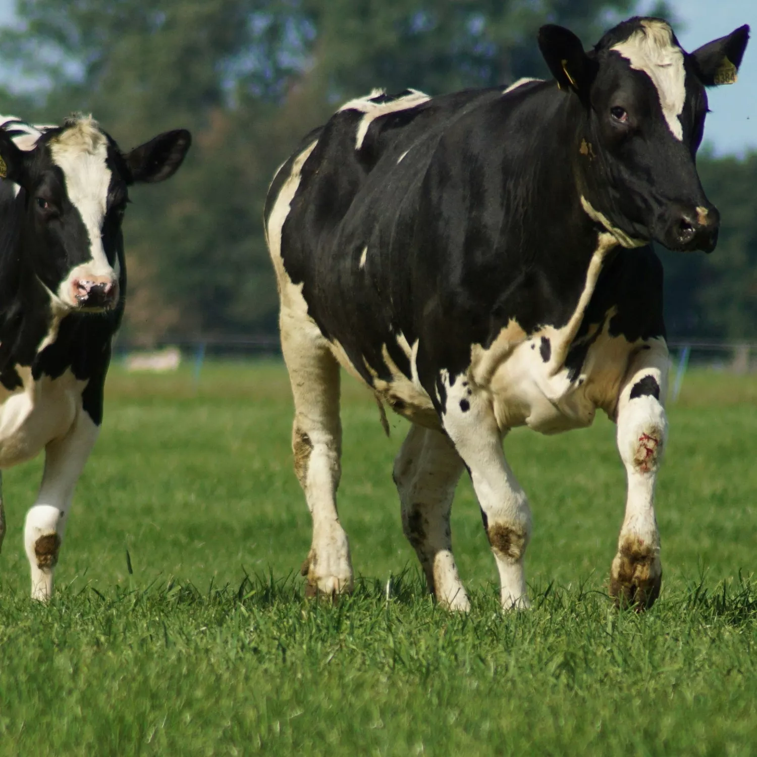 No hay vacas lecheras