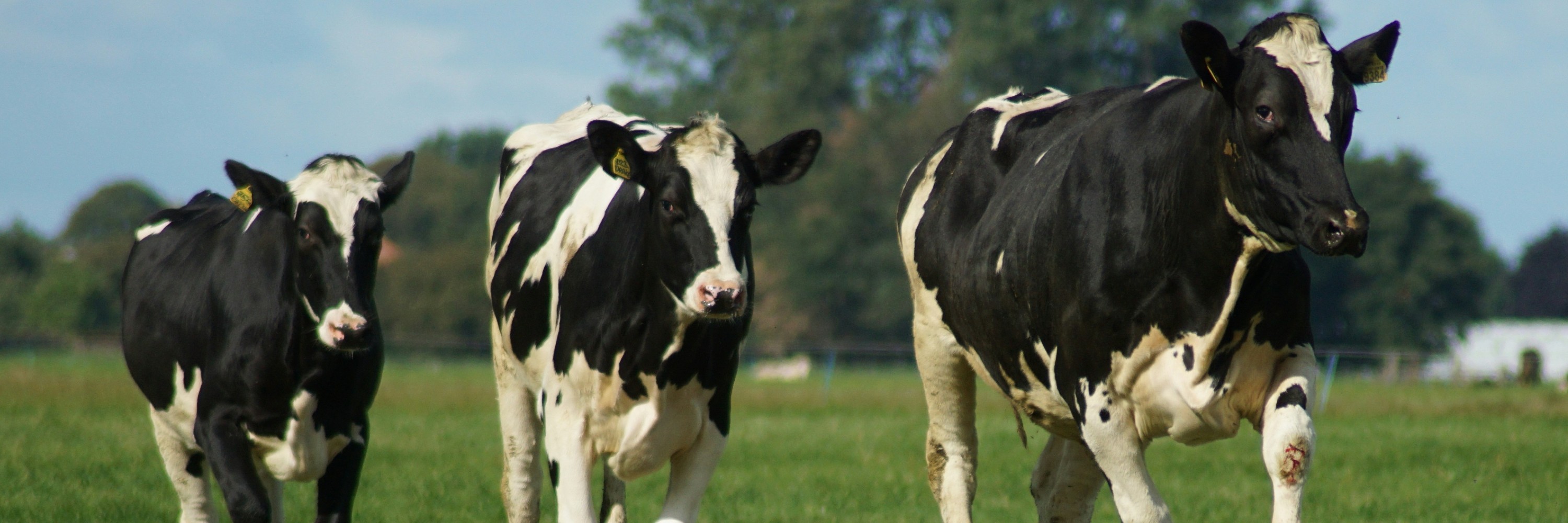 Un grupo de vacas corriendo.