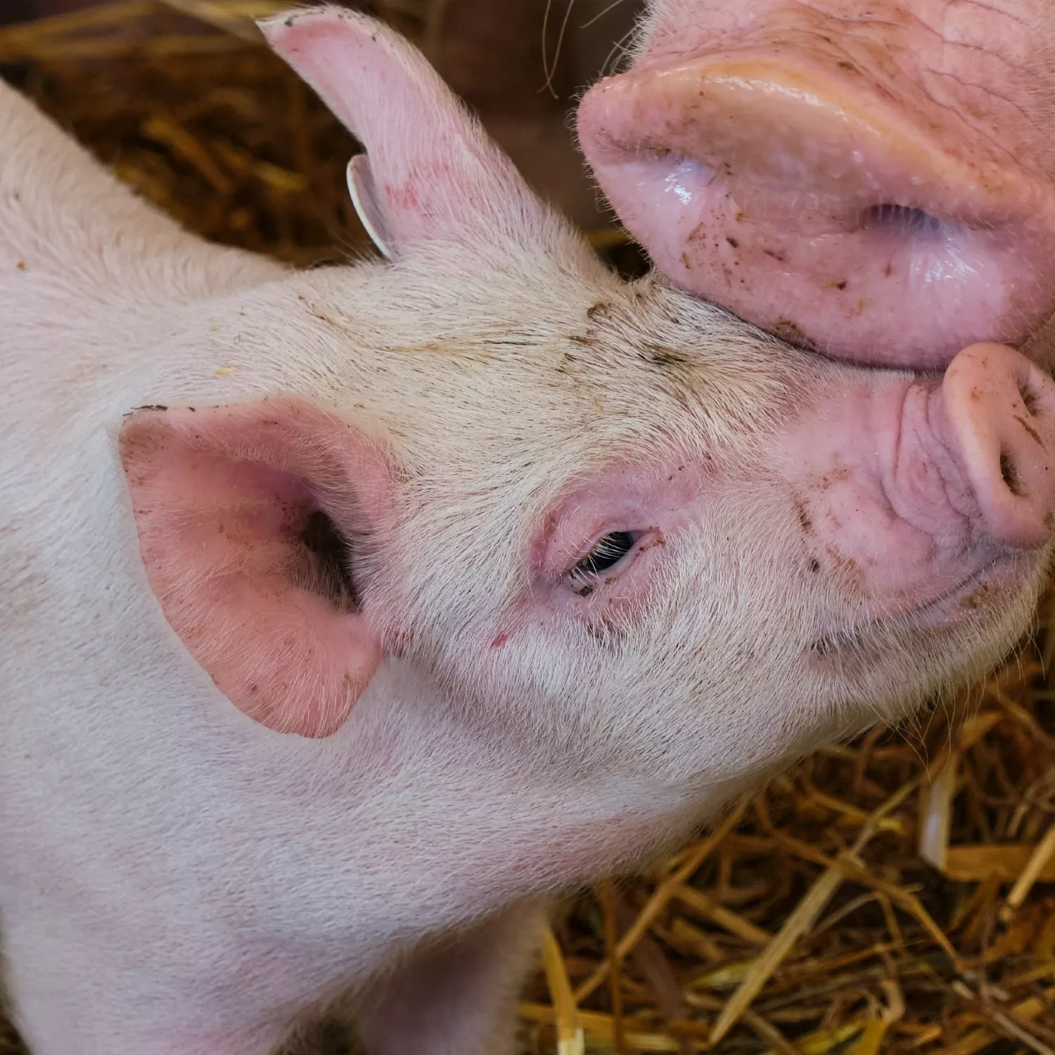 El vínculo entre los animales y sus crías
