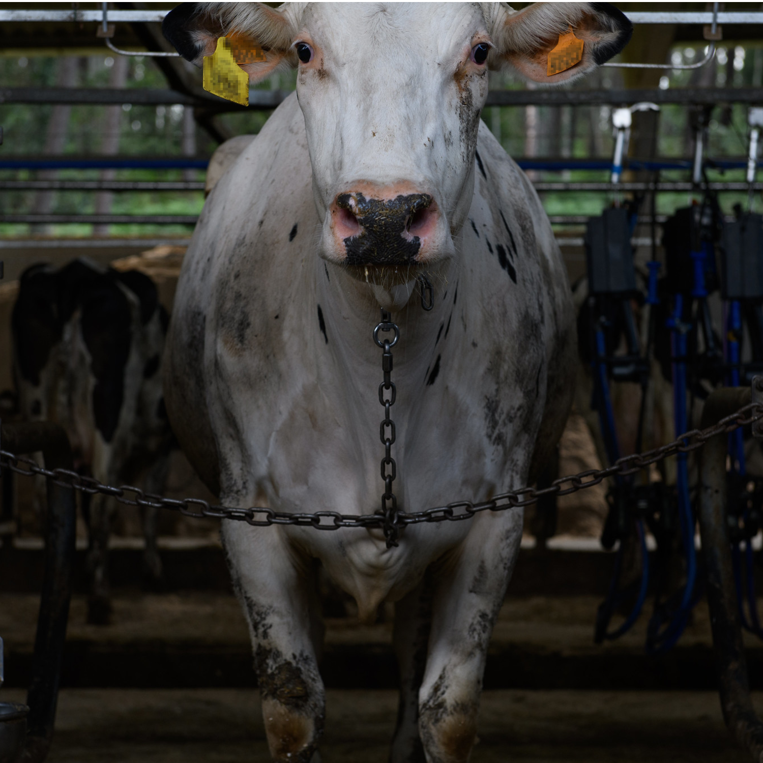 Una vaca encadenada dentro de la industria láctea española.