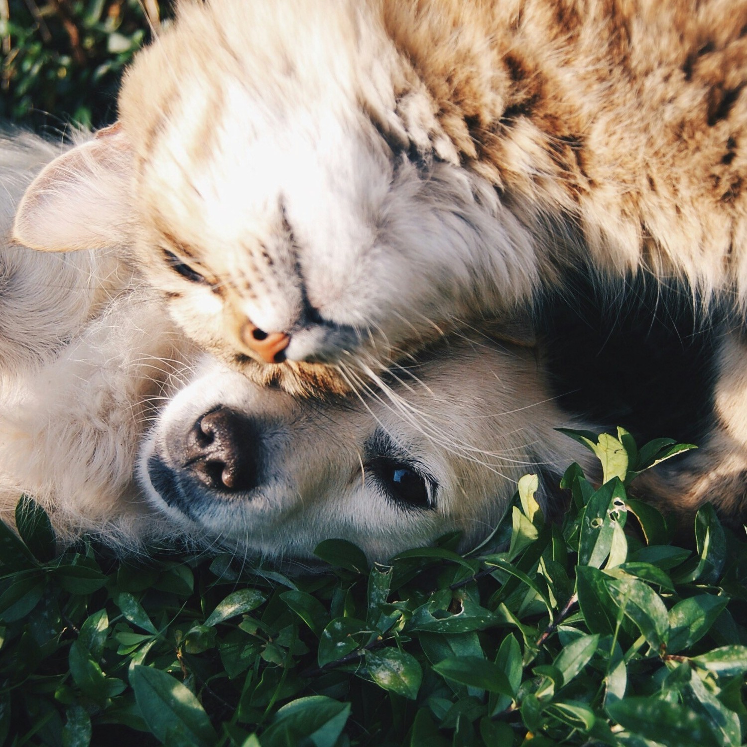 Fotografía de un perro y un gato