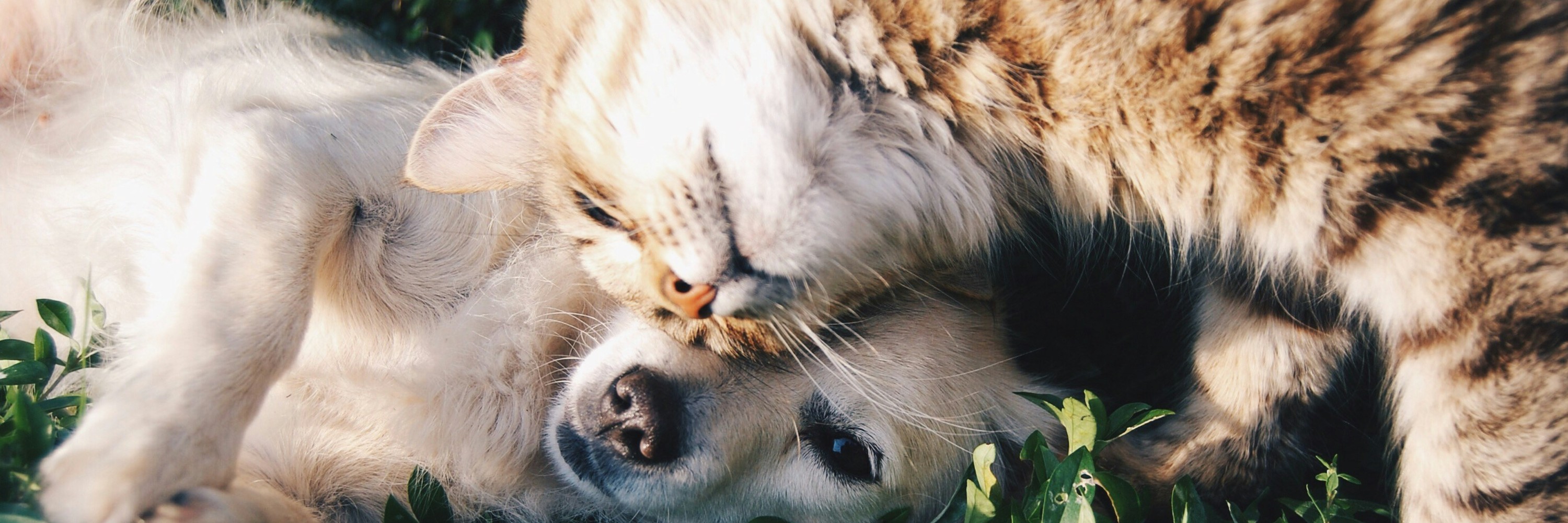 Fotografía de un perro y un gato.