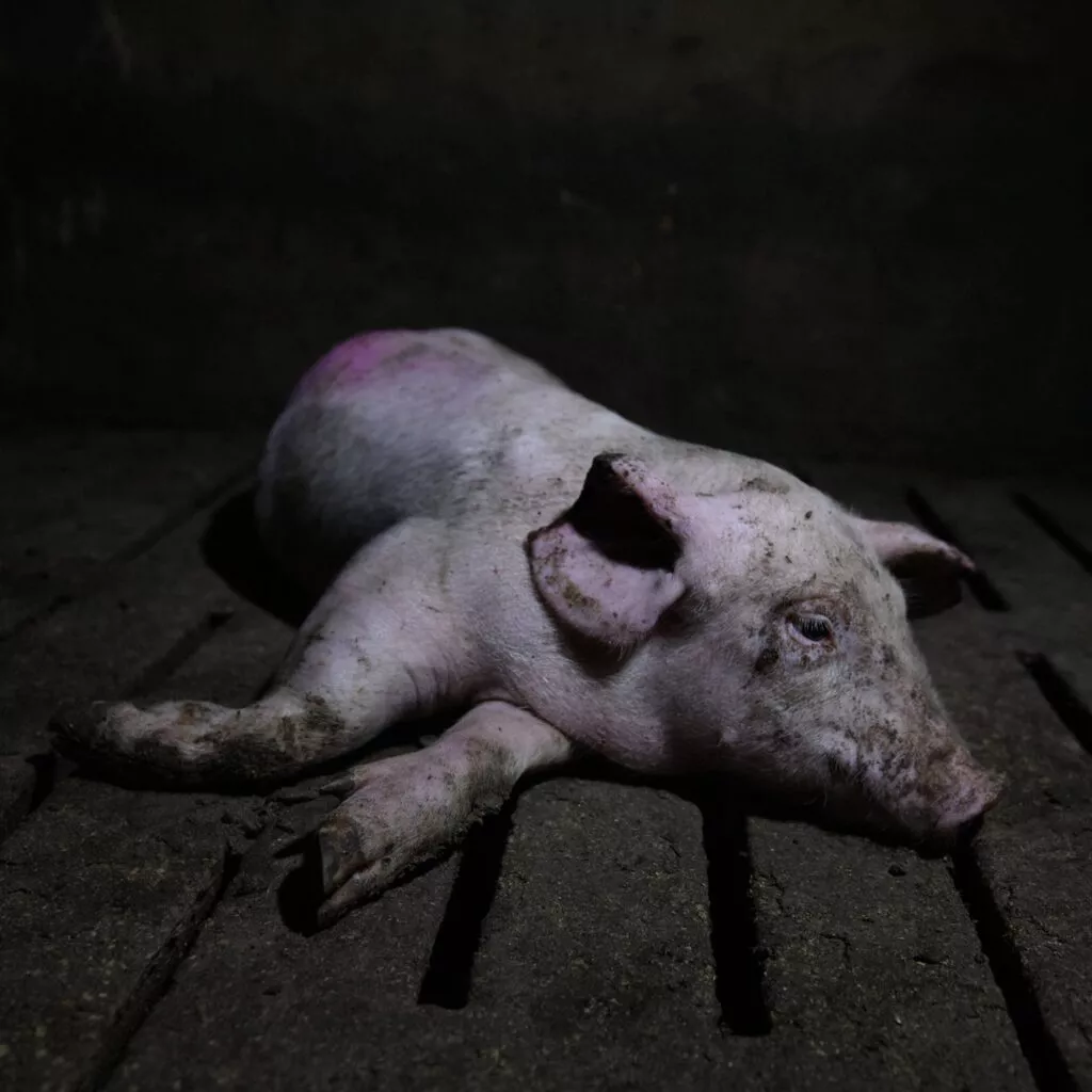 Fotografía de un cerdo tomada durante una investigación de Igualdad Animal.