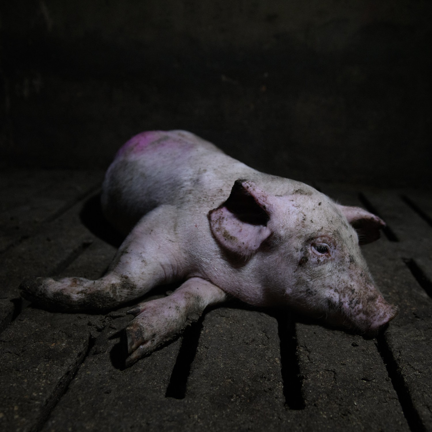 Fotografía de un cerdo tomada durante una investigación de Igualdad Animal.