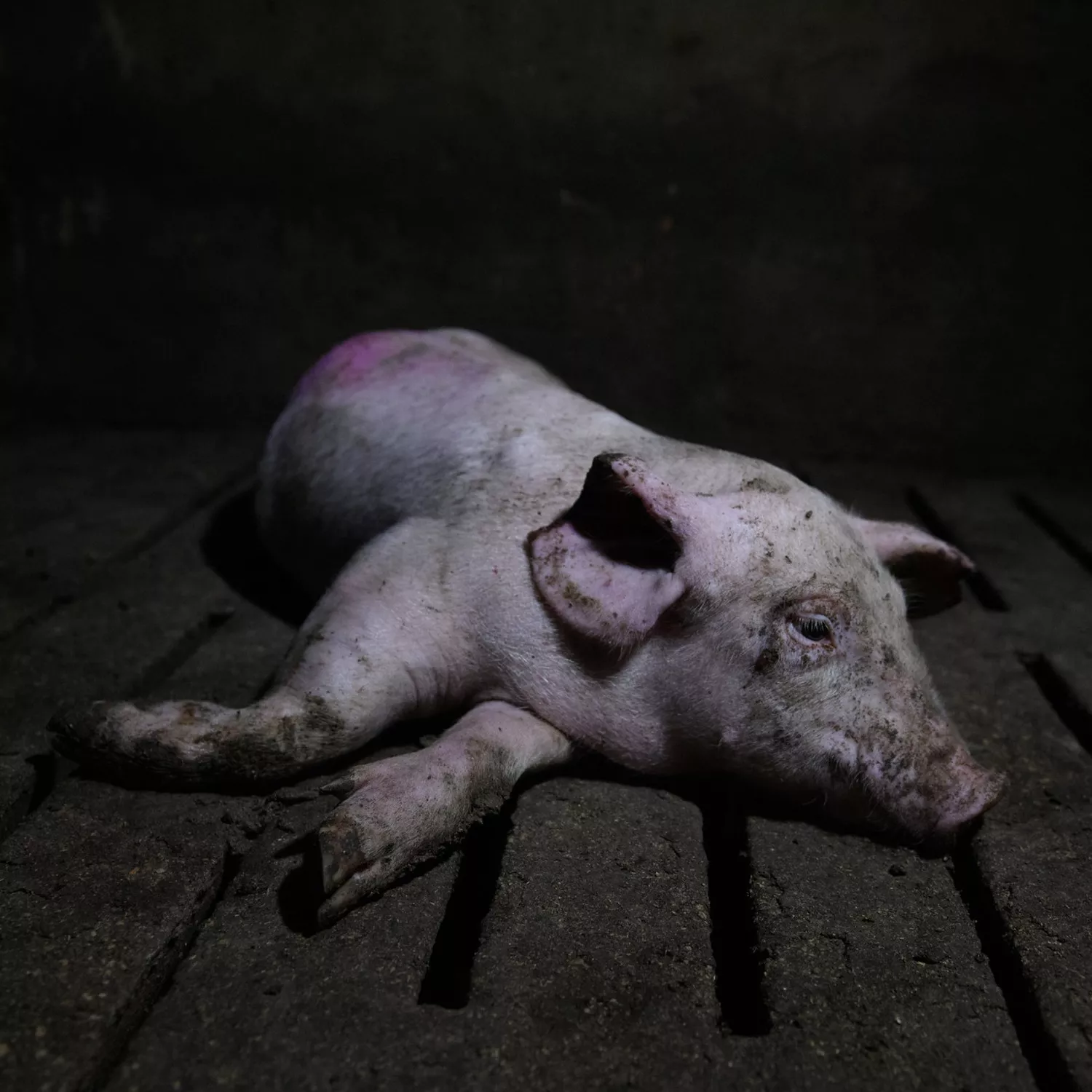 Nuestra biblioteca: Justicia para los animales, una responsabilidad colectiva