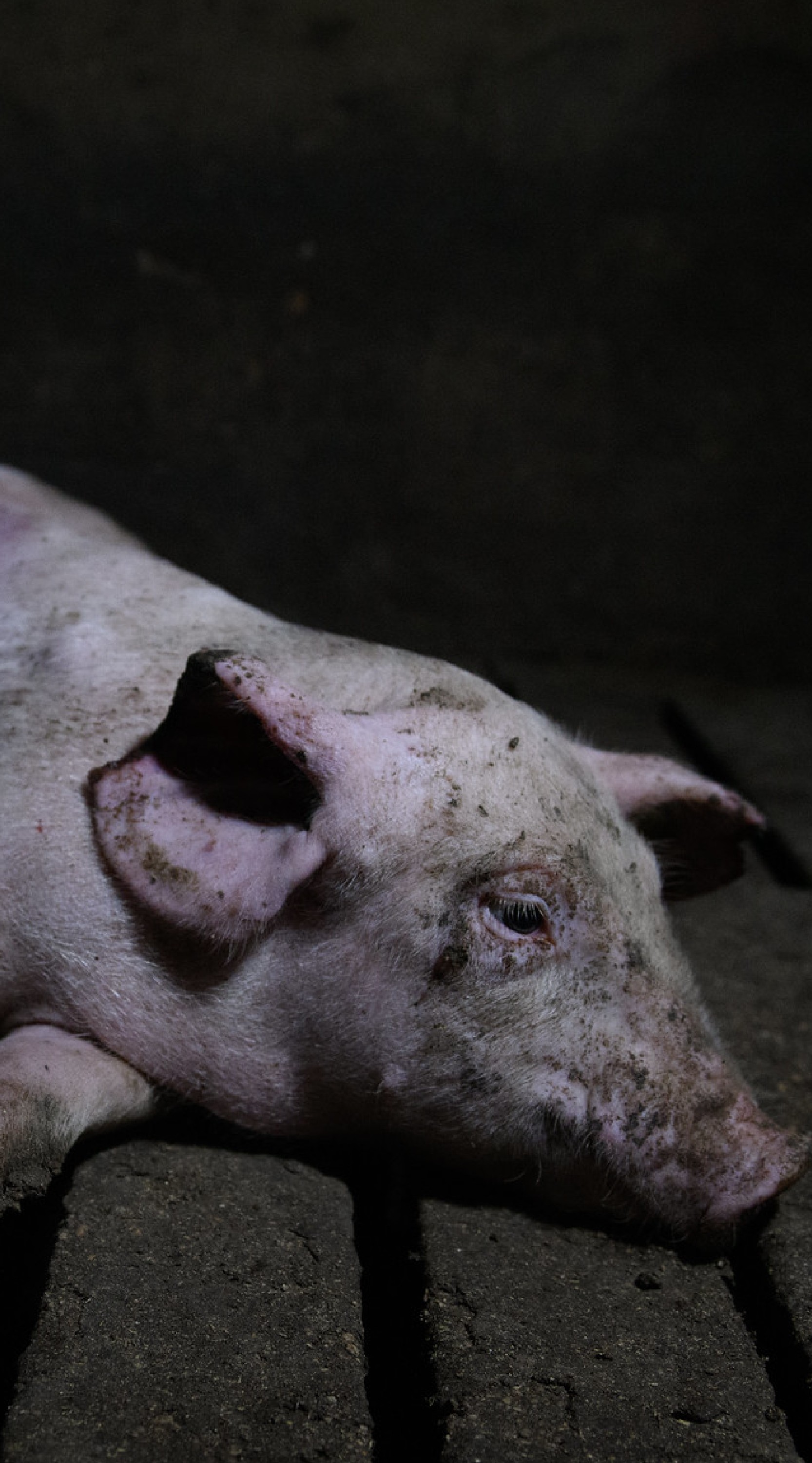 Fotografía de un cerdo tomada durante una investigación de Igualdad Animal.