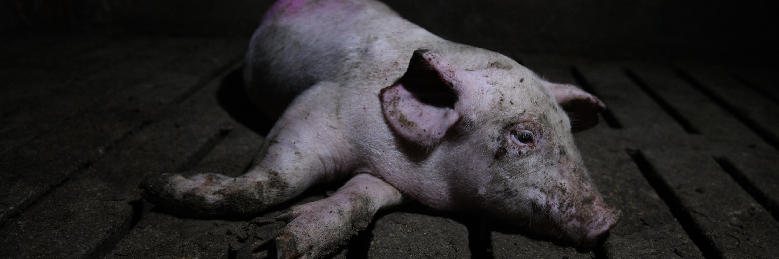 Fotografía de un cerdo tomada durante una investigación de Igualdad Animal.