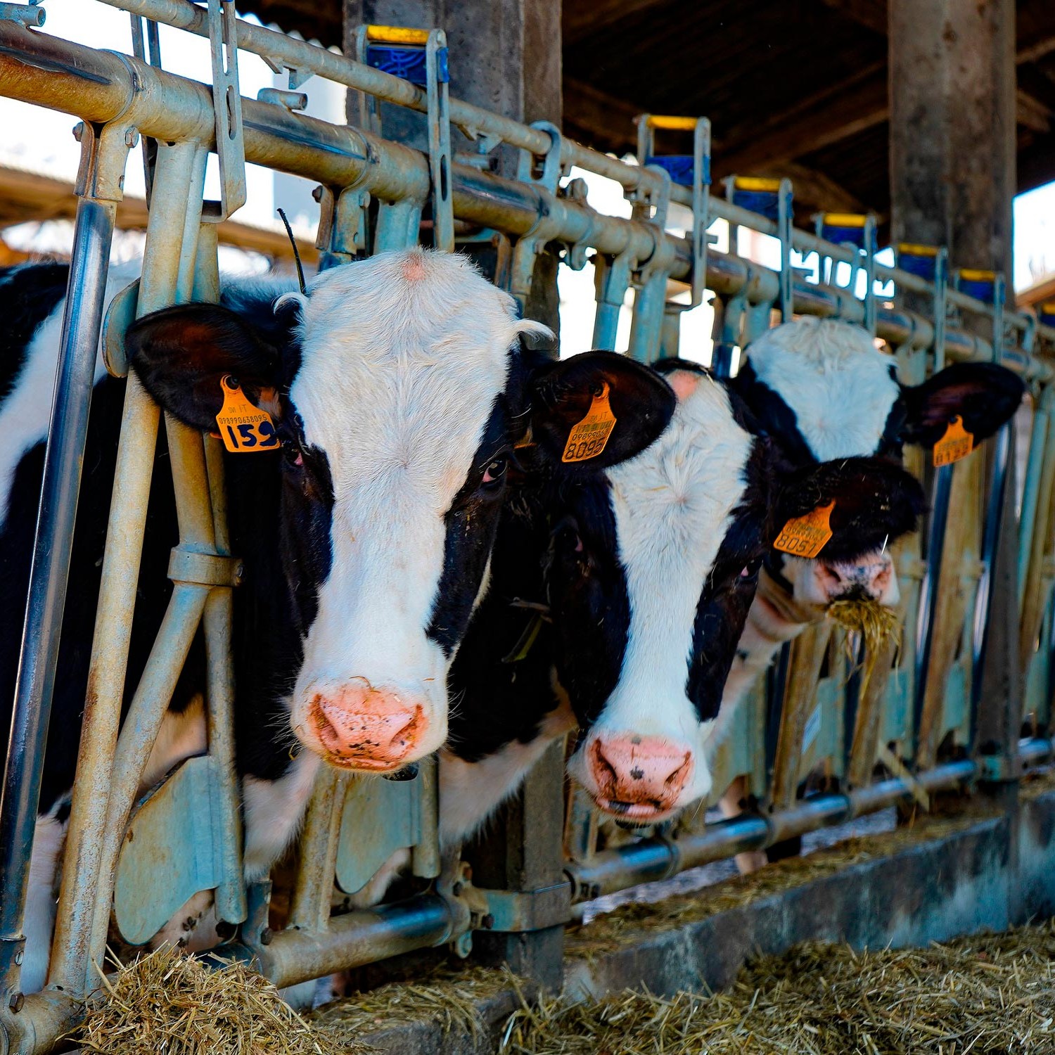 Imagen de dos vacas en una granja industrial.