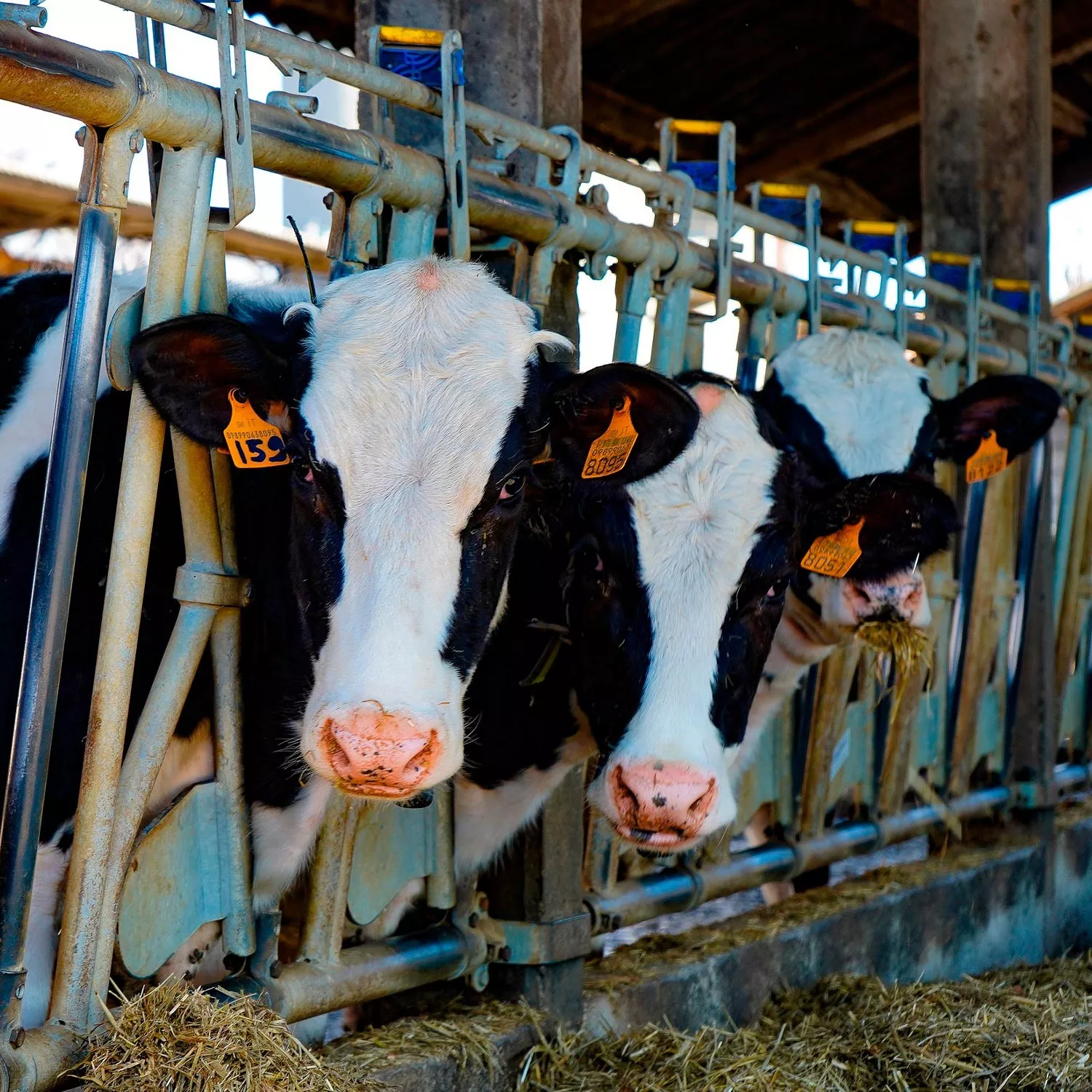 Imagen de dos vacas en una granja industrial.