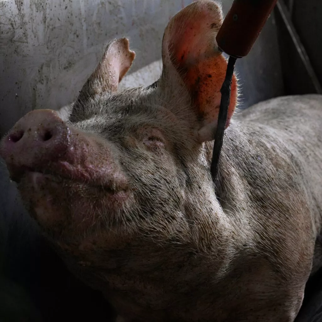 Un cerdo en un matadero de Buenos Aires, Argentina. Investigación dentro de dos mataderos en Buenos Aires, Argentina, entre noviembre y diciembre de 2024. Igualdad Animal /Aitor Garmendia.