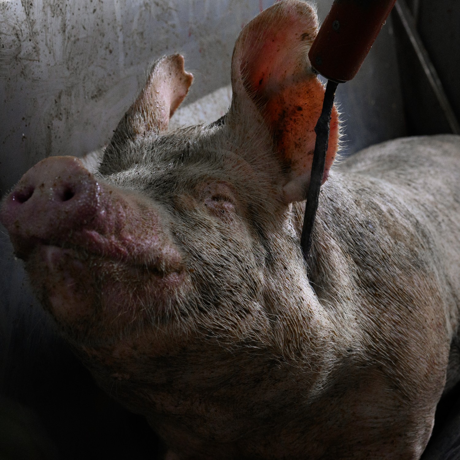 Un cerdo en un matadero de Buenos Aires, Argentina. Investigación dentro de dos mataderos en Buenos Aires, Argentina, entre noviembre y diciembre de 2024. Igualdad Animal /Aitor Garmendia.