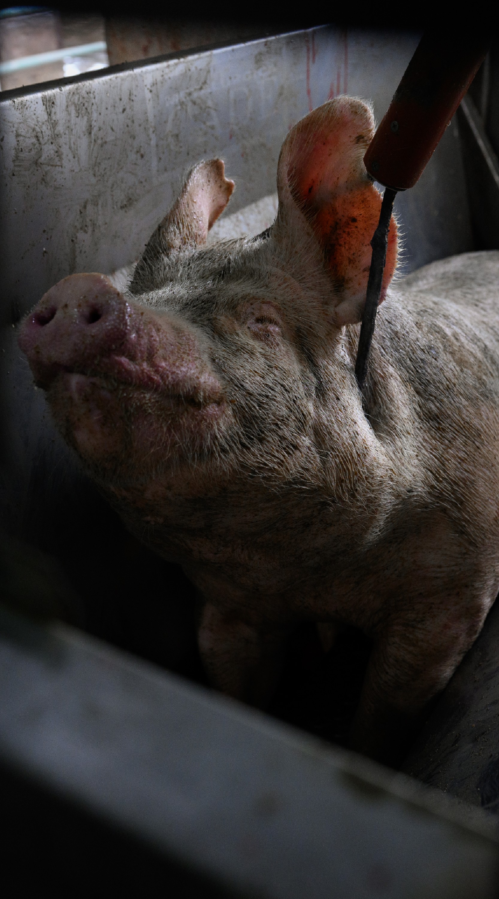Un cerdo en un matadero de Buenos Aires, Argentina. Investigación dentro de dos mataderos en Buenos Aires, Argentina, entre noviembre y diciembre de 2024. Igualdad Animal /Aitor Garmendia.