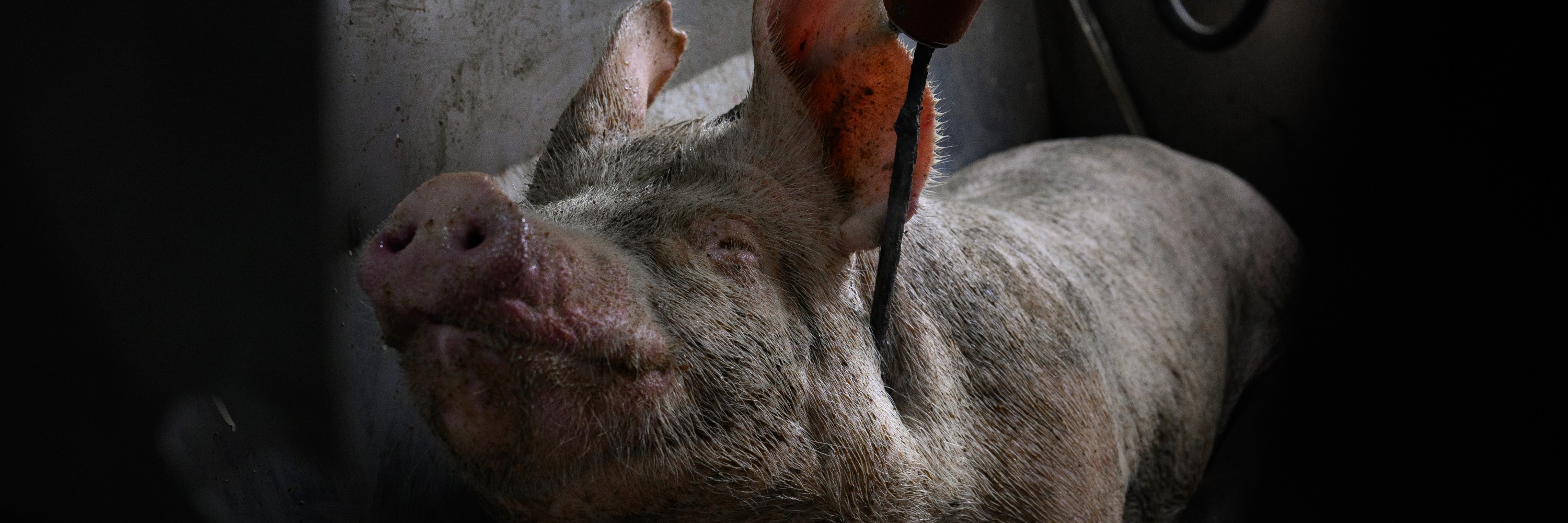 Un cerdo en un matadero de Buenos Aires, Argentina. Investigación dentro de dos mataderos en Buenos Aires, Argentina, entre noviembre y diciembre de 2024. Igualdad Animal /Aitor Garmendia.