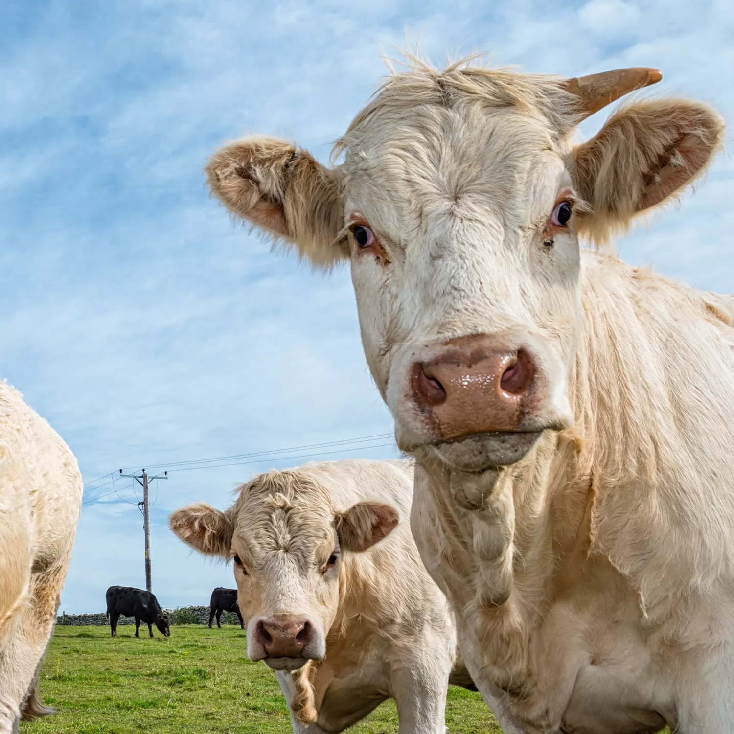 México actualiza sus Guías Alimentarias y reconoce los beneficios de reducir el consumo de carne