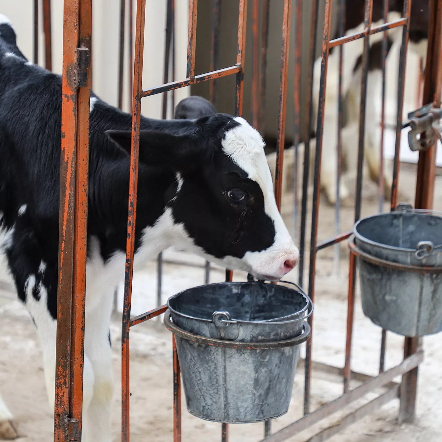 Reformarán Ley Orgánica del Congreso para incluir la Comisión de Bienestar Animal