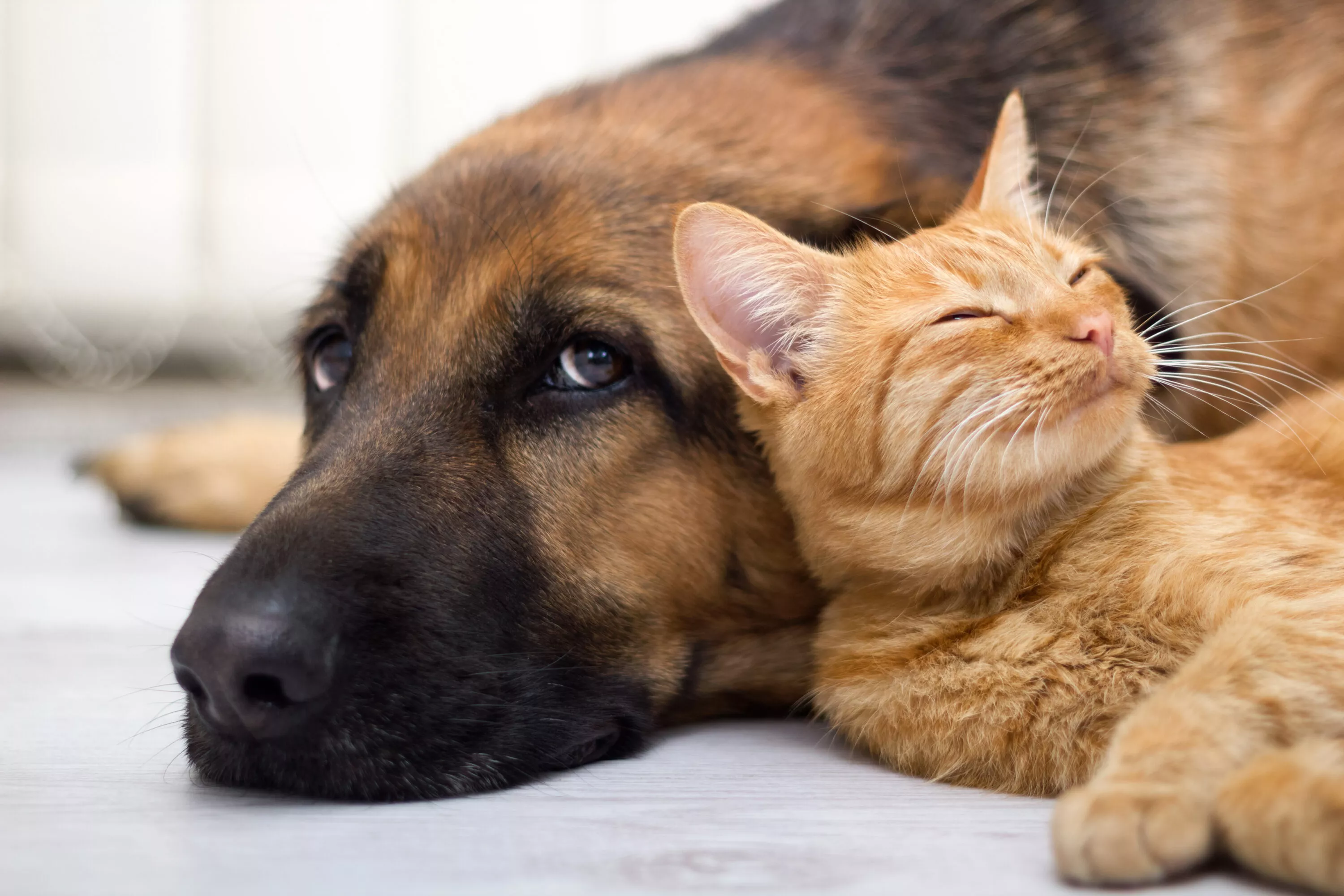 Diferencias entre animales domésticos, de compañía, silvestres 5 Dos animales, un perro y un gato.