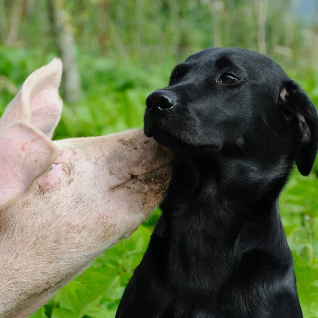 Un perro y un cerdo, diferencias entre animales domésticos y de compañía