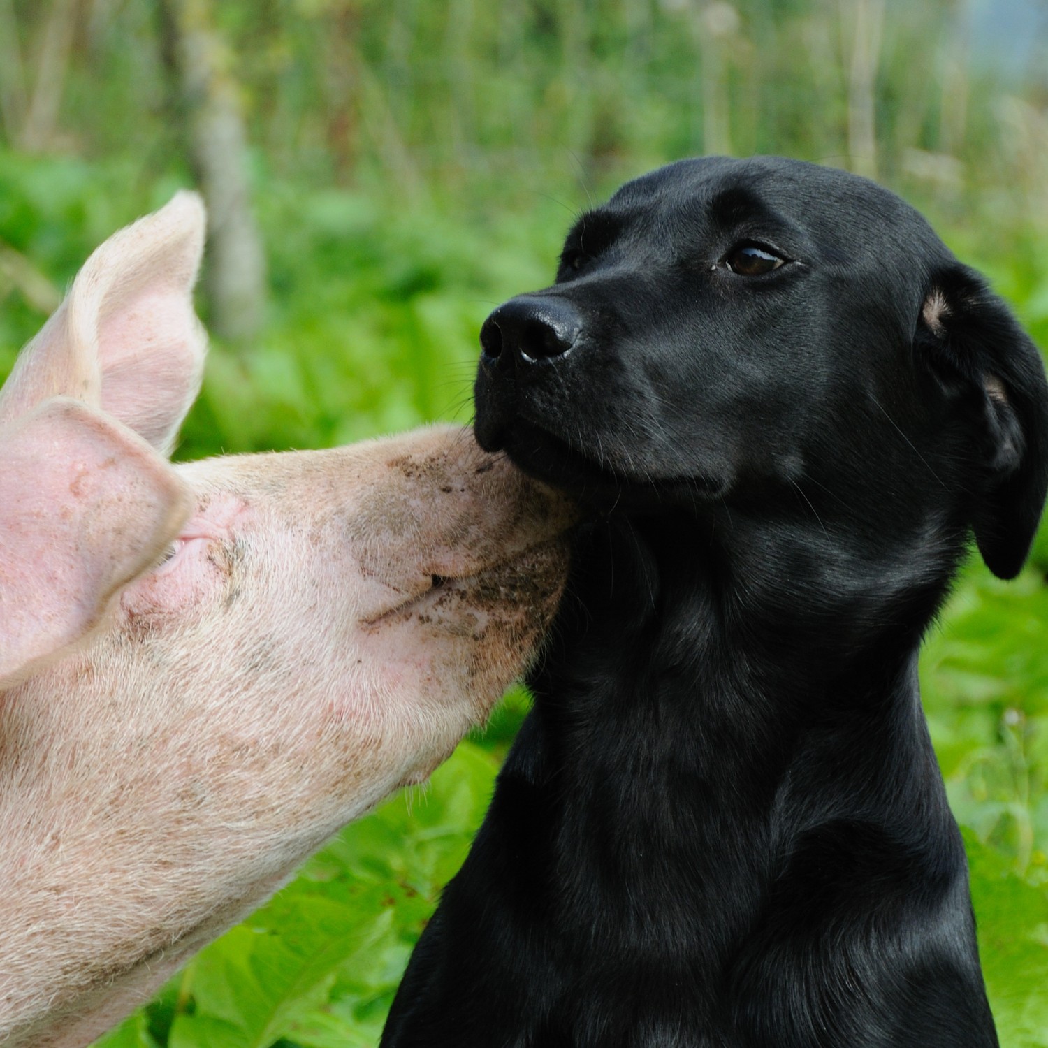 Un perro y un cerdo, diferencias entre animales domésticos y de compañía