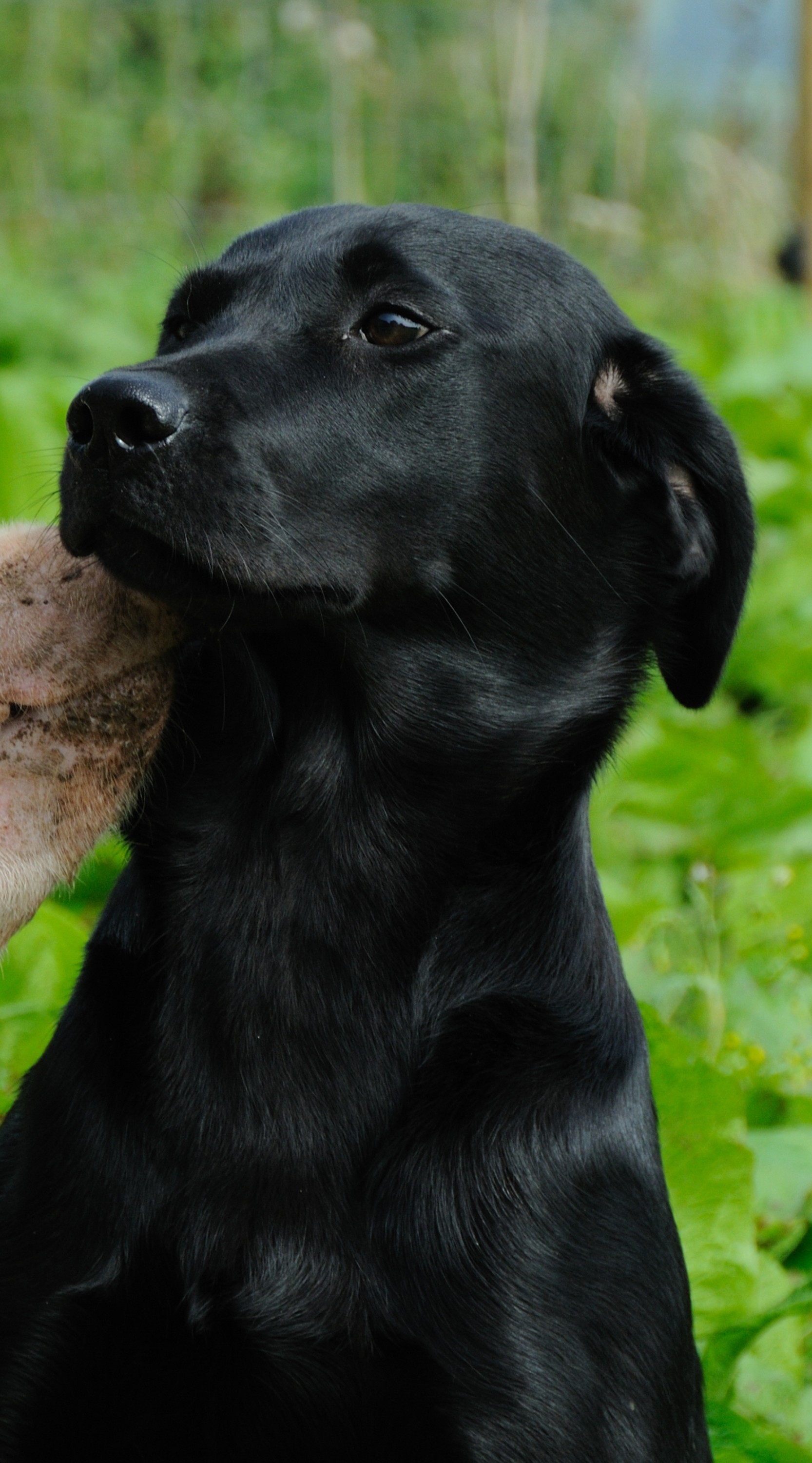 Dos animales: un cerdo y un perro.