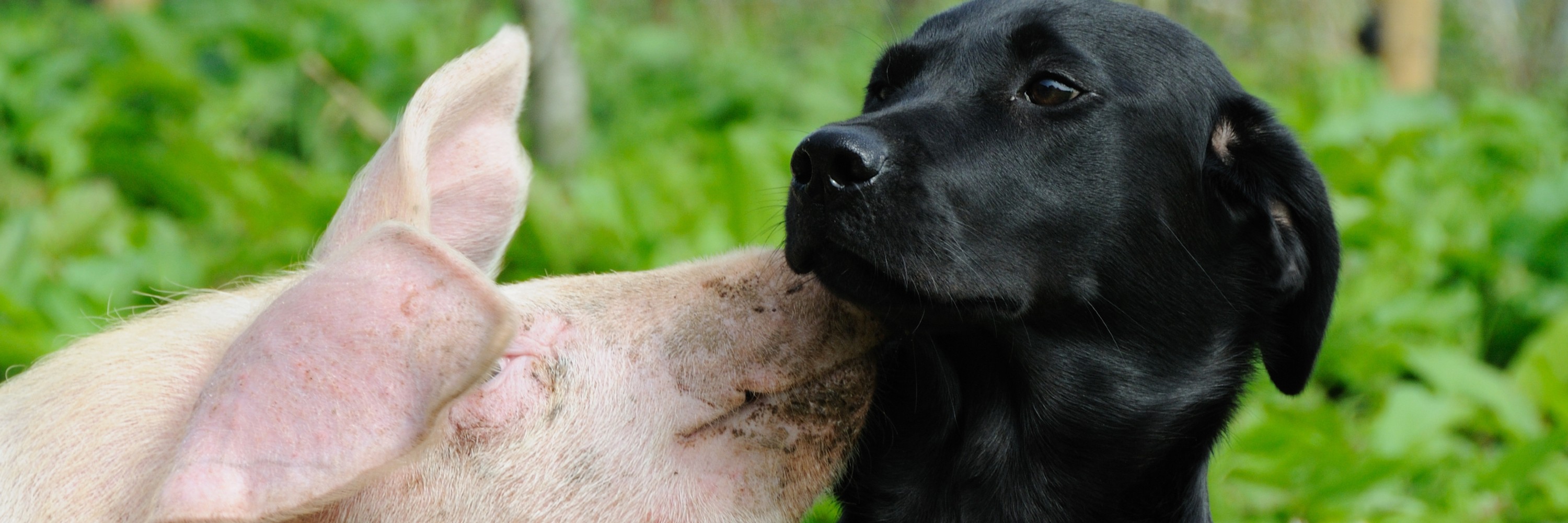 Dos animales: un cerdo y un perro.