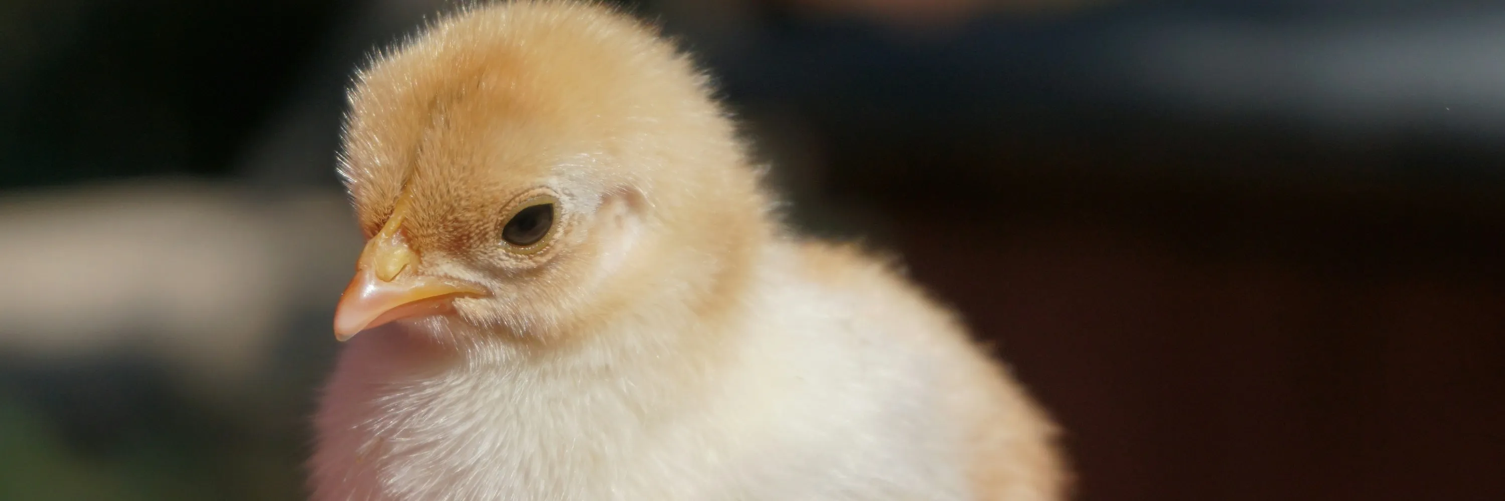 Primer Reporte de Impacto 2026 34 Veganismo y su importancia en la protección animal.