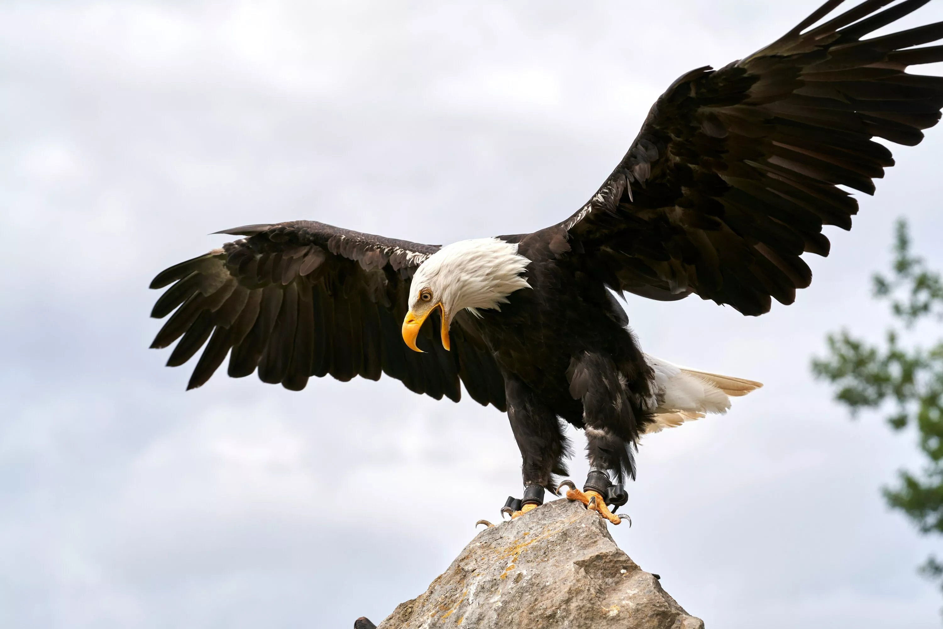 Diferencias entre animales domésticos, de compañía, silvestres 6 Fotografía de un águila. Cortesía de Unsplash.