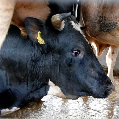 Vaca asustada y tumbada en el piso