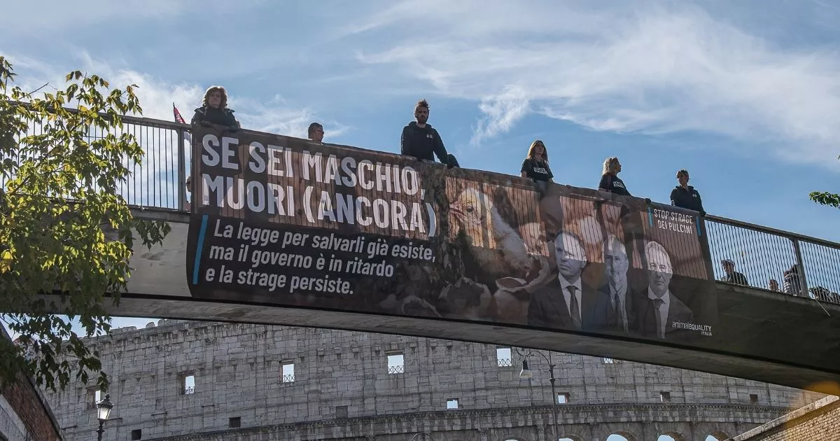 Activistas de Igualdad Animal muestran pancarta frente al Coliseo. 