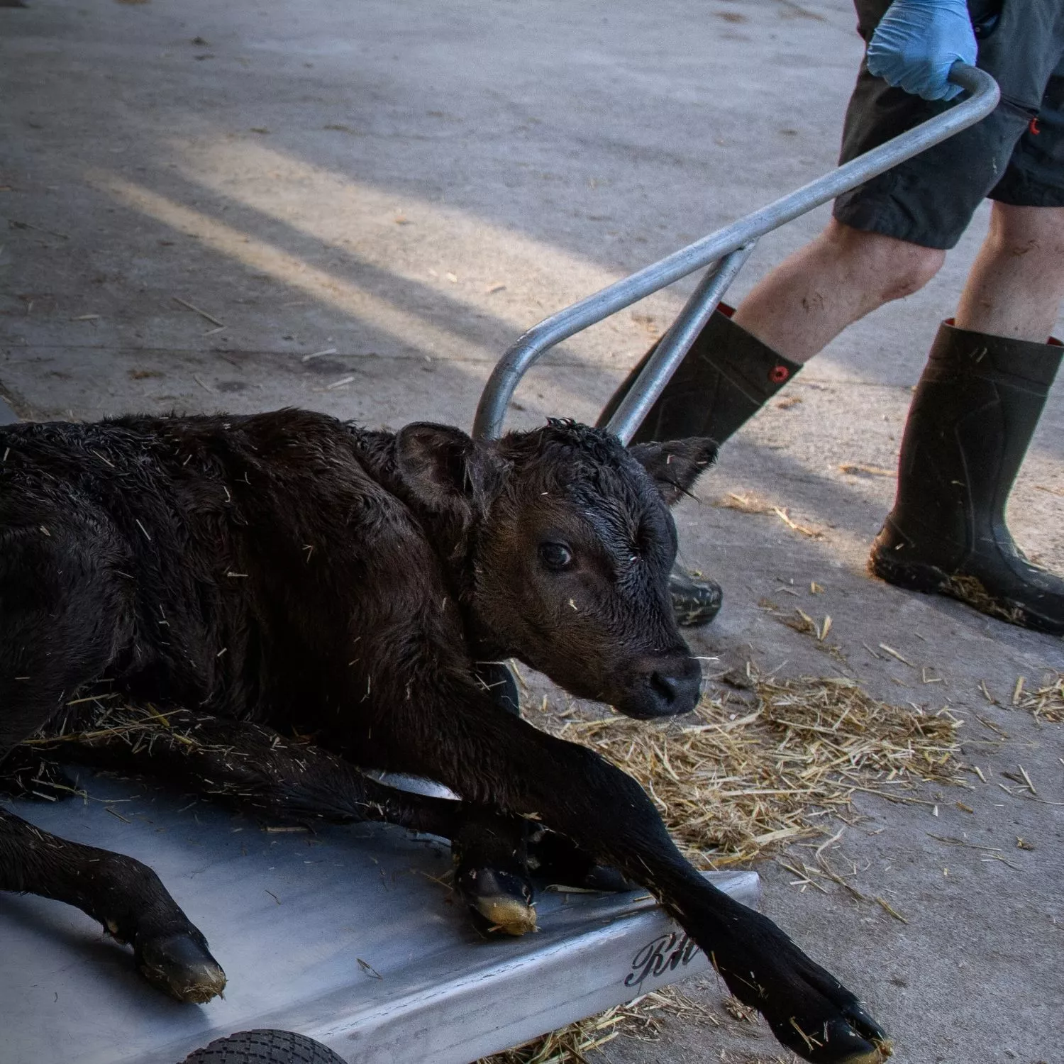 Leche de vaca: así separan a los tenernos en esta industria 5 Leche de vaca: así separan a los tenernos en esta industria