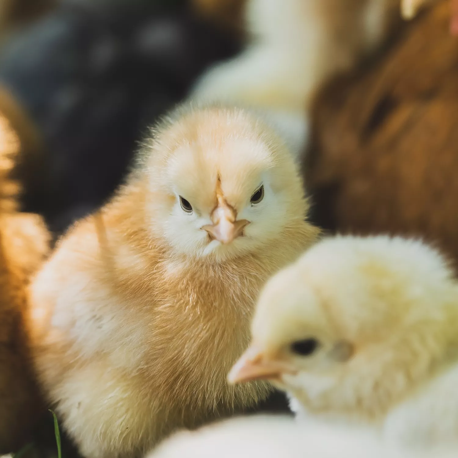 Italia: publican guías para acabar con la matanza de pollitos macho 1 Italia: publican guías para acabar con la matanza de pollitos macho