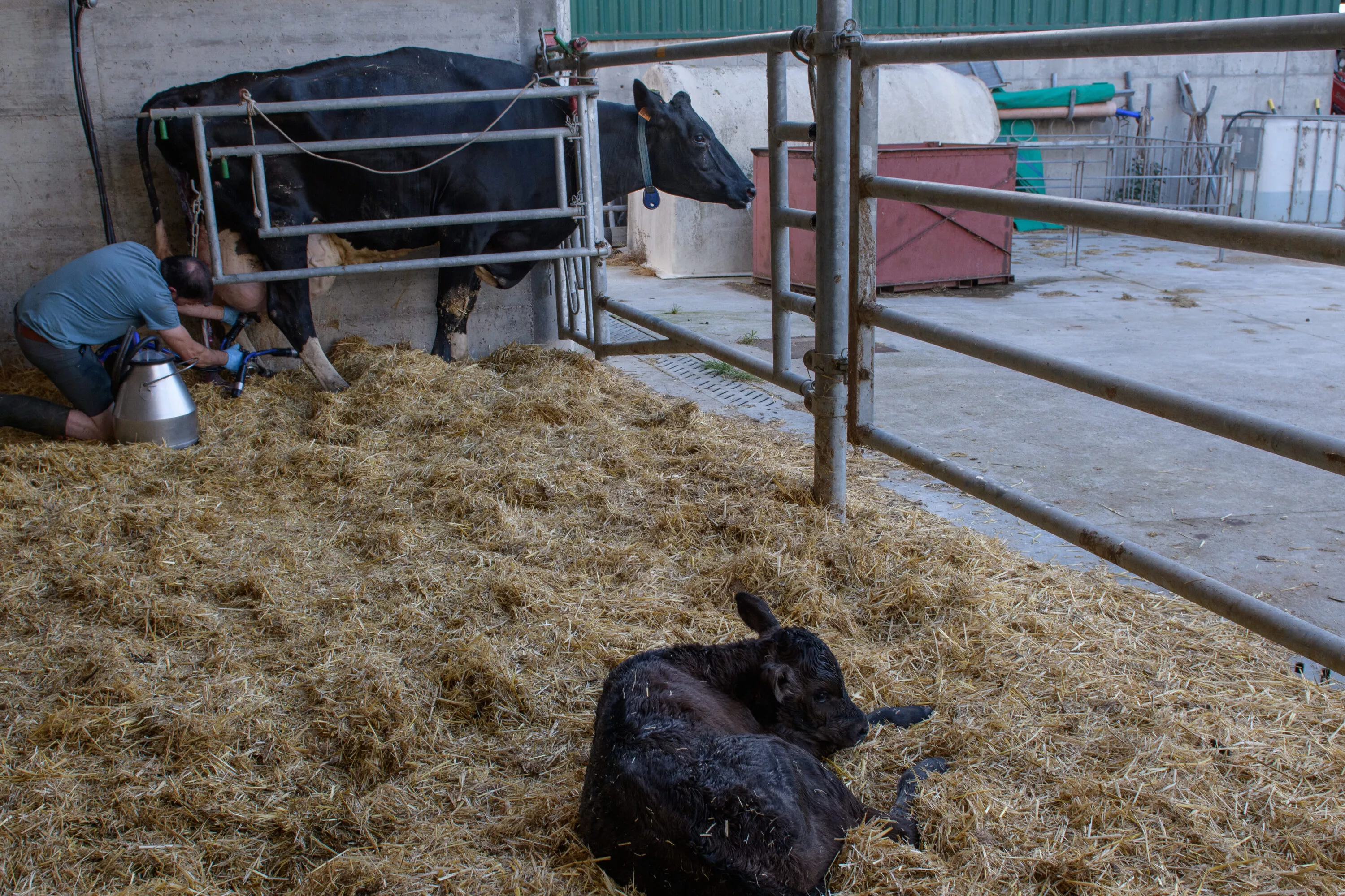 Leche de vaca: así separan a los tenernos en esta industria 4